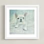 "White French Bulldog Puppy" - Art Print in Near White by Sarah Holden - Framed