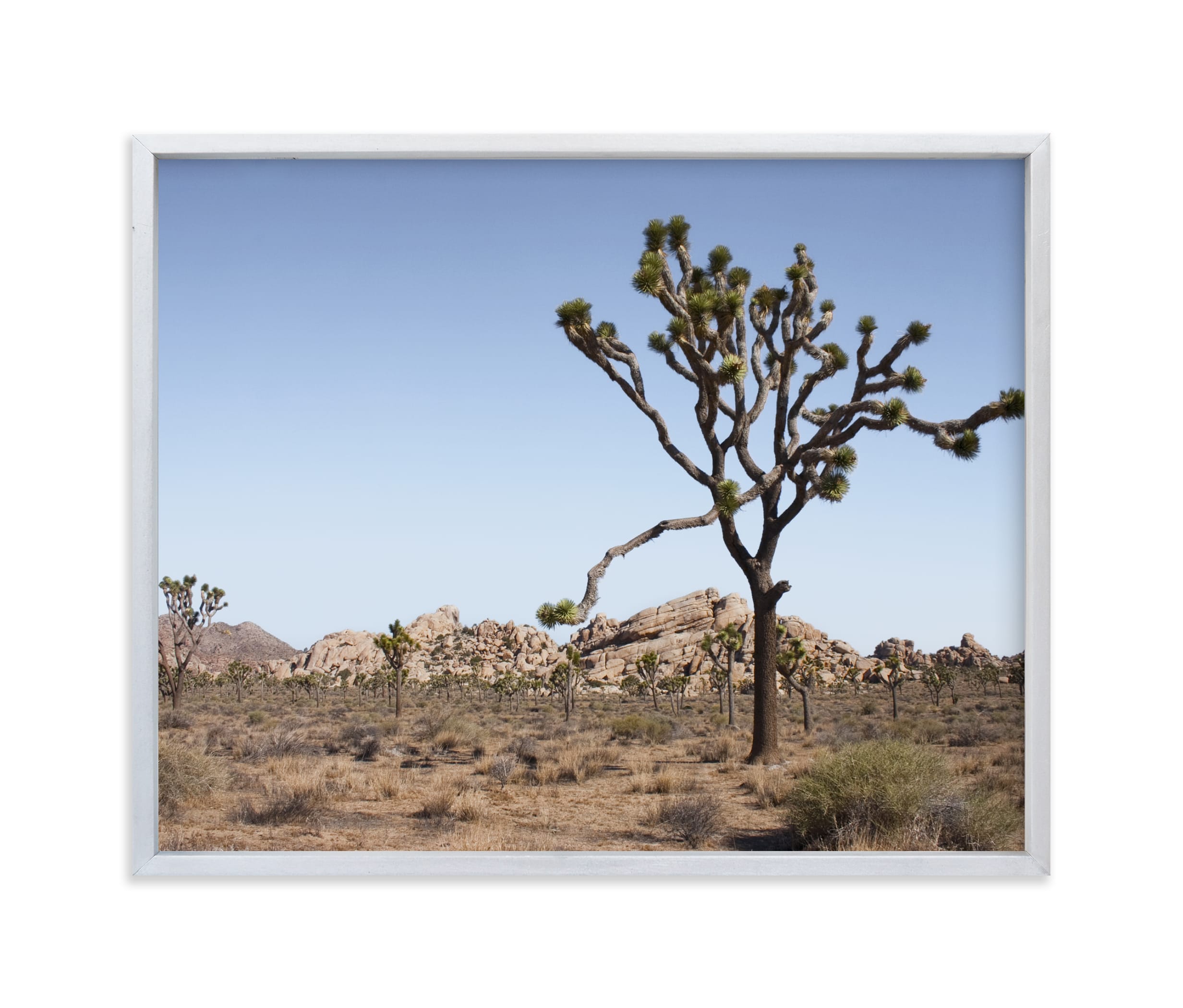 Joshua Tree With Rock Formation in Wall Art Prints by Kathy Van Torne