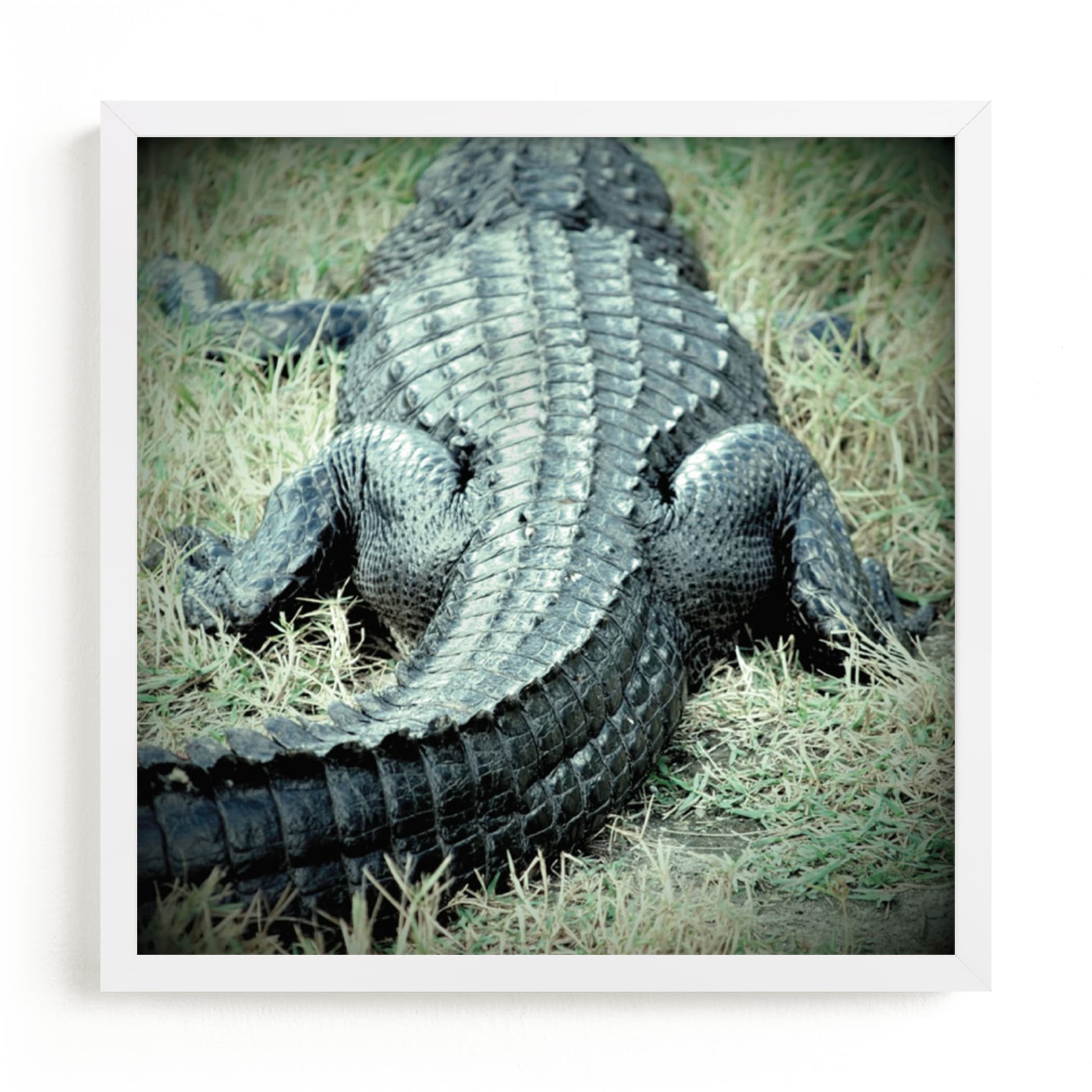 "Basking Florida Gator" - Art Print by Kate Ross in beautiful frame options and a variety of sizes.