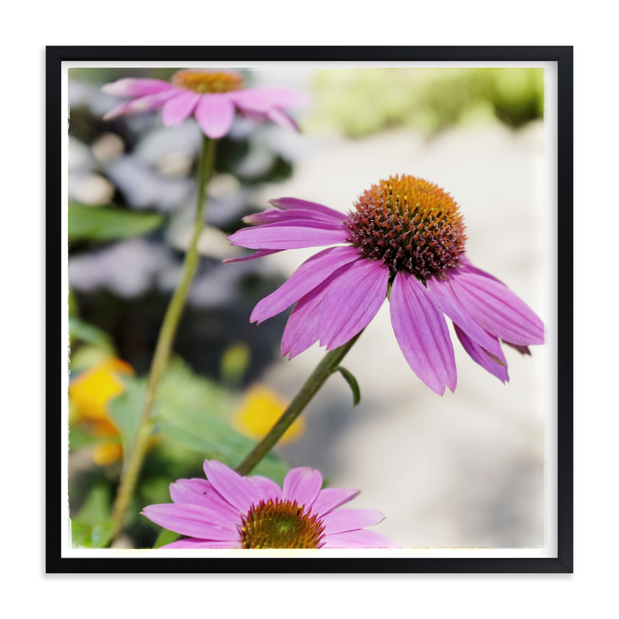 "Pink Daisies" by Alexis Arnold in beautiful frame options and a variety of sizes.