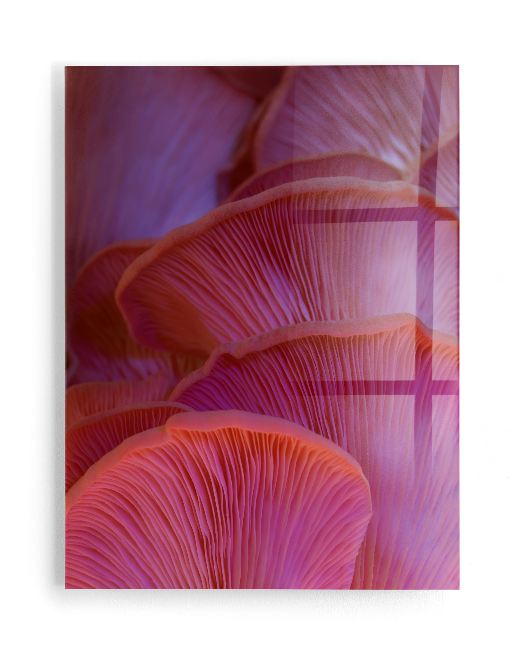 Pink Oyster Mushrooms Wall Art Print