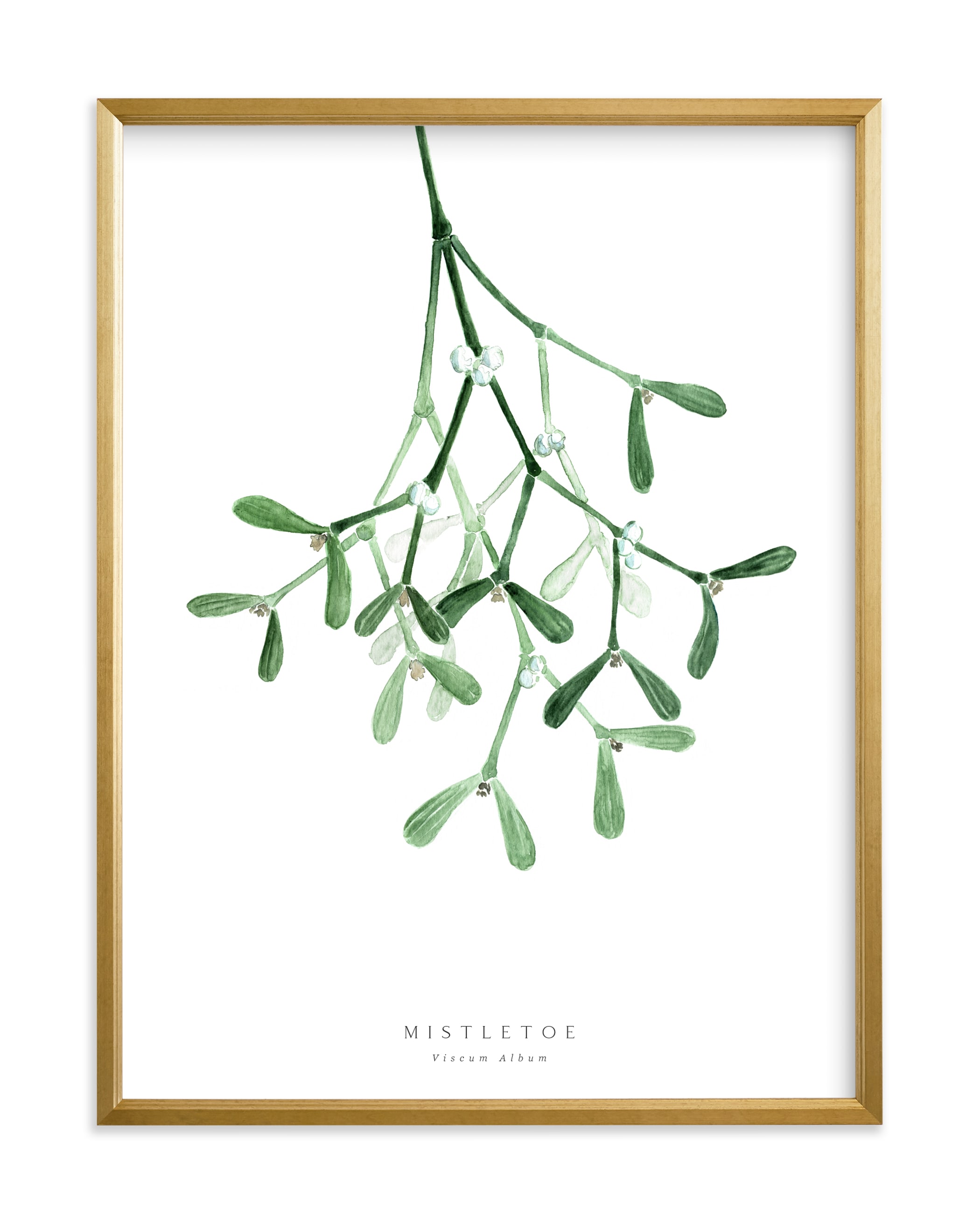 "Watercolor mistletoe" by Rosana Laiz Blursbyai in beautiful frame options and a variety of sizes.