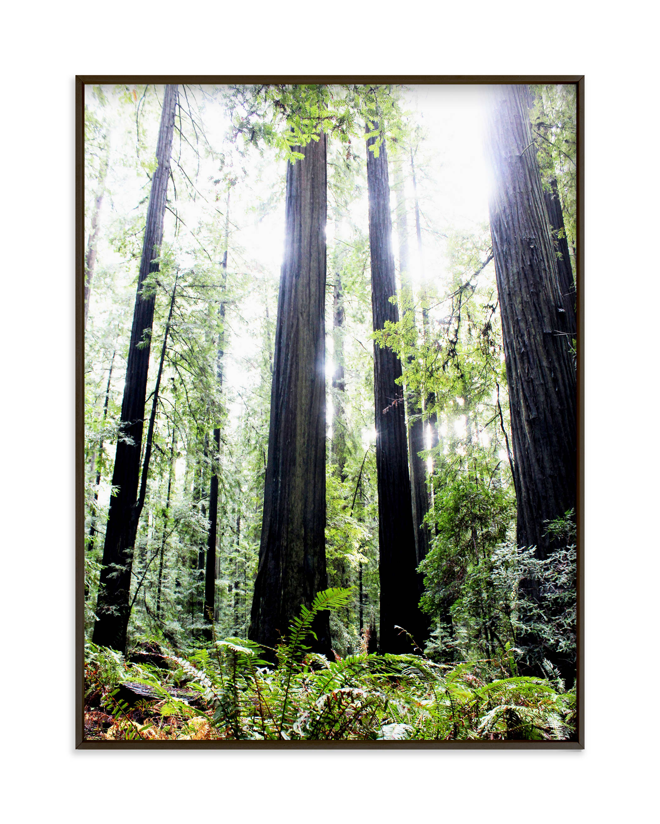 Redwoods Forest Wall Art Prints by Lauren Manas Minted
