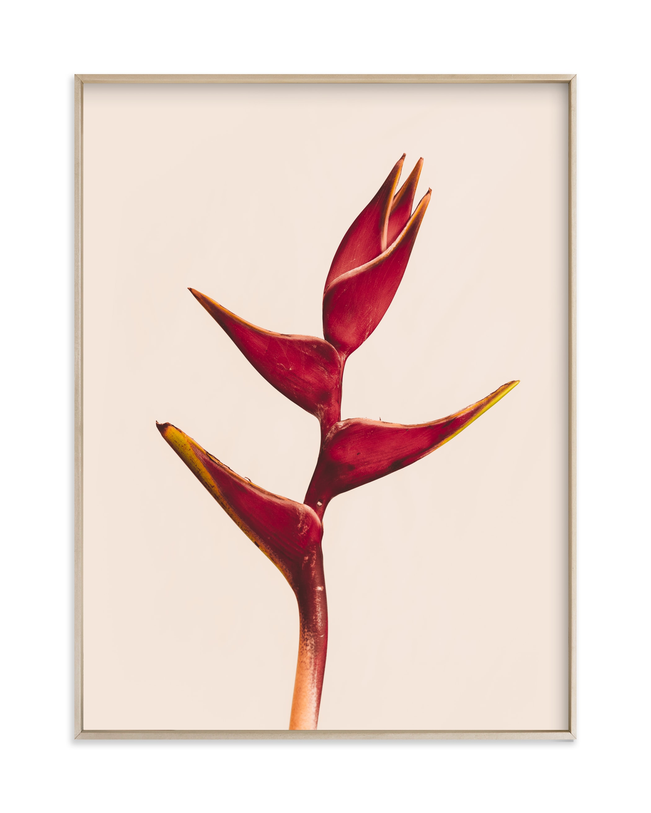 heliconia 3 Wall Art Print