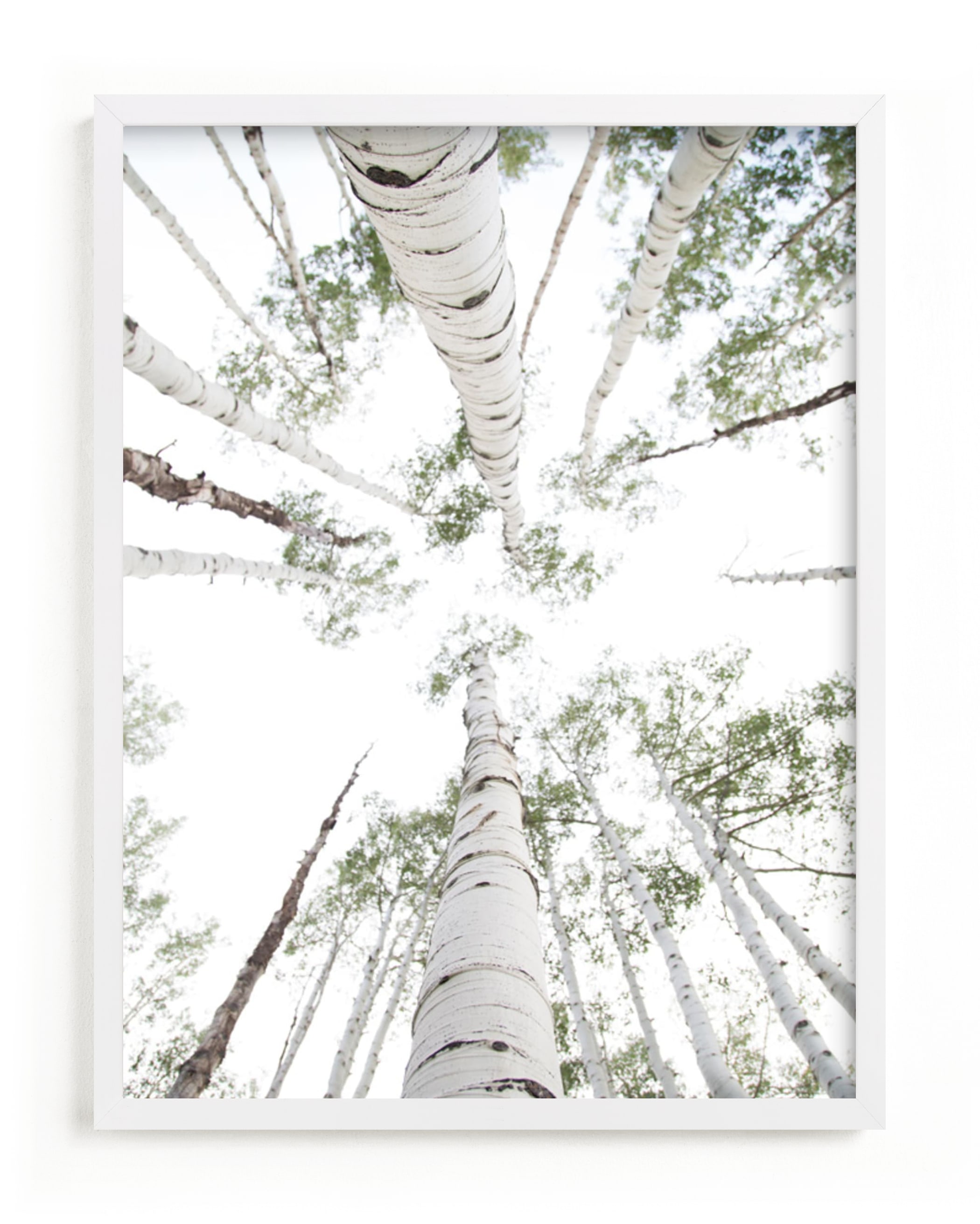 Aspens at Altitude Art Print