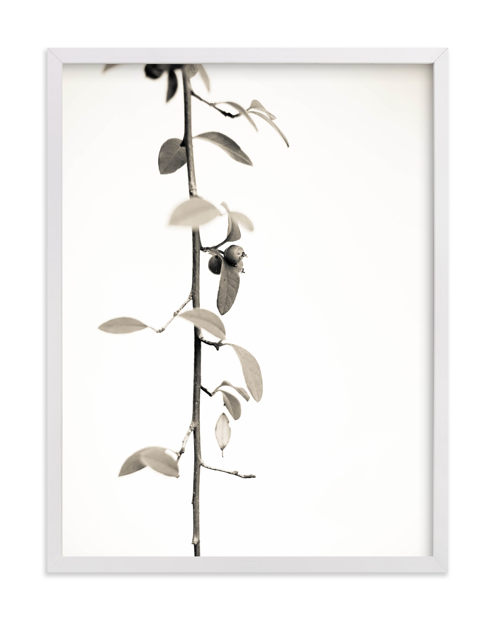 Berry branch Art Print