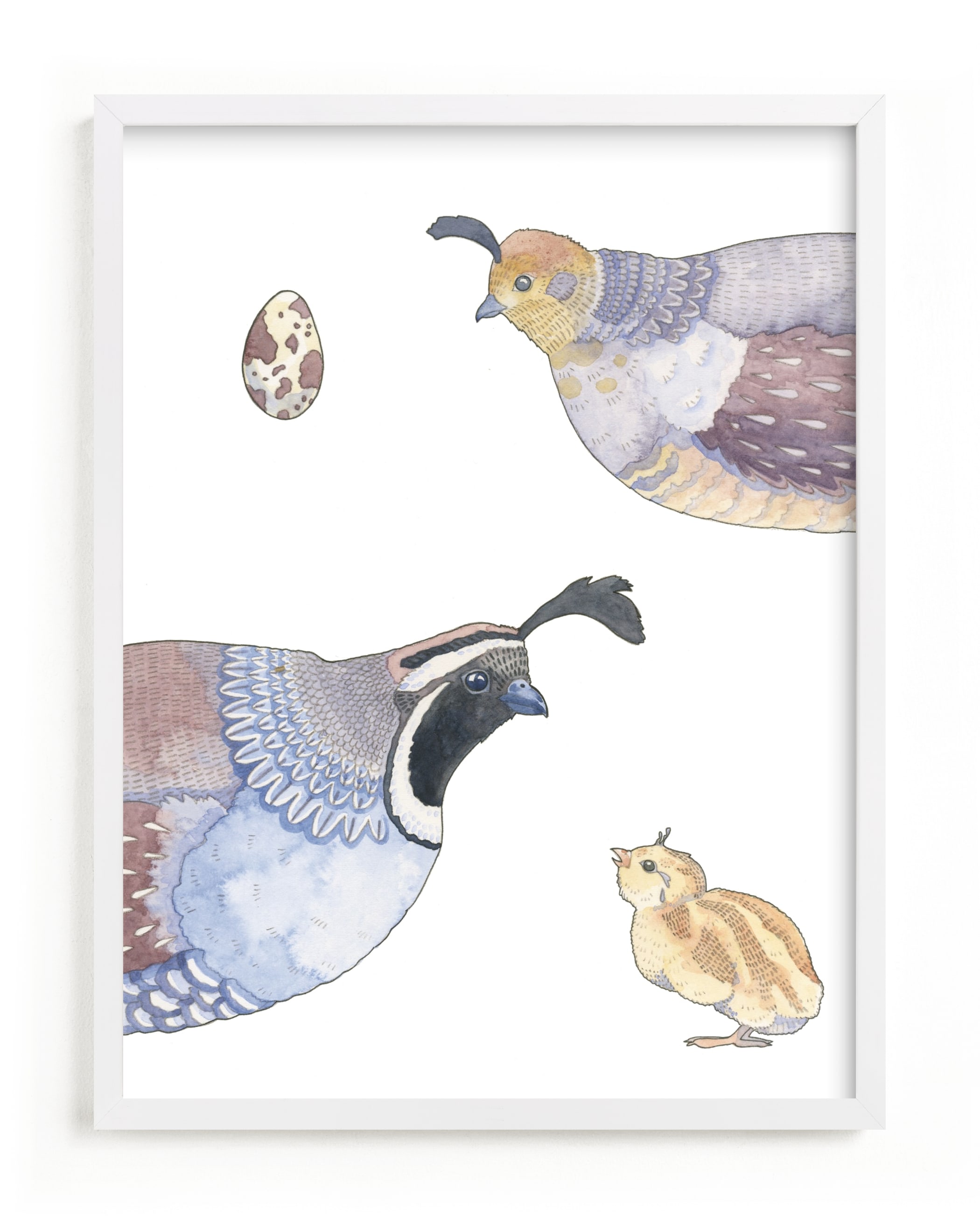 "The Quail Family" - Limited Edition Art Print by Natalie Groves in beautiful frame options and a variety of sizes.