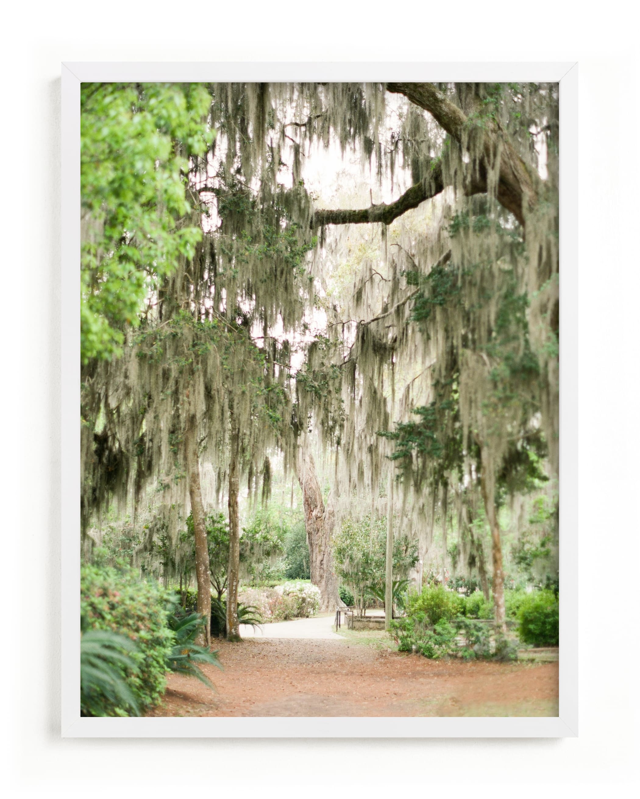 "Spanish Moss" - Limited Edition Art Print by Lindsay Madden in beautiful frame options and a variety of sizes.