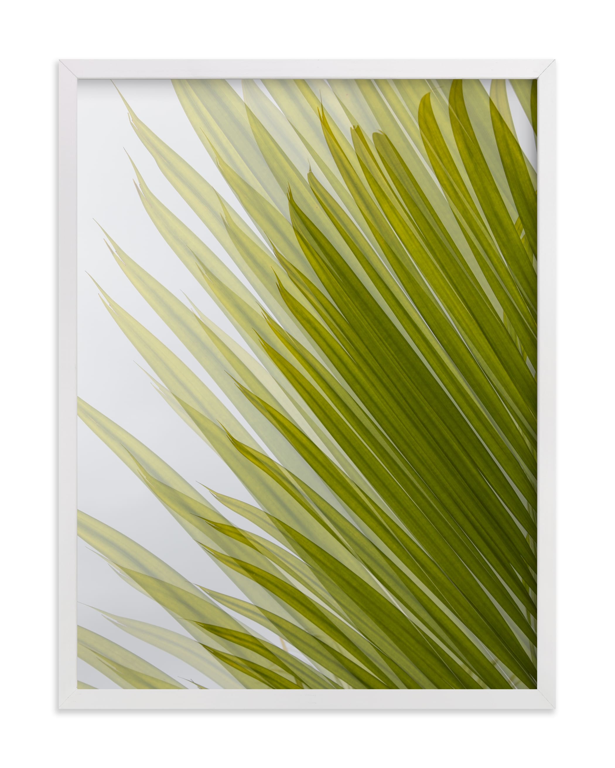 "Palm leaves 2" - Limited Edition Art Print by Eliane Lamb in beautiful frame options and a variety of sizes.