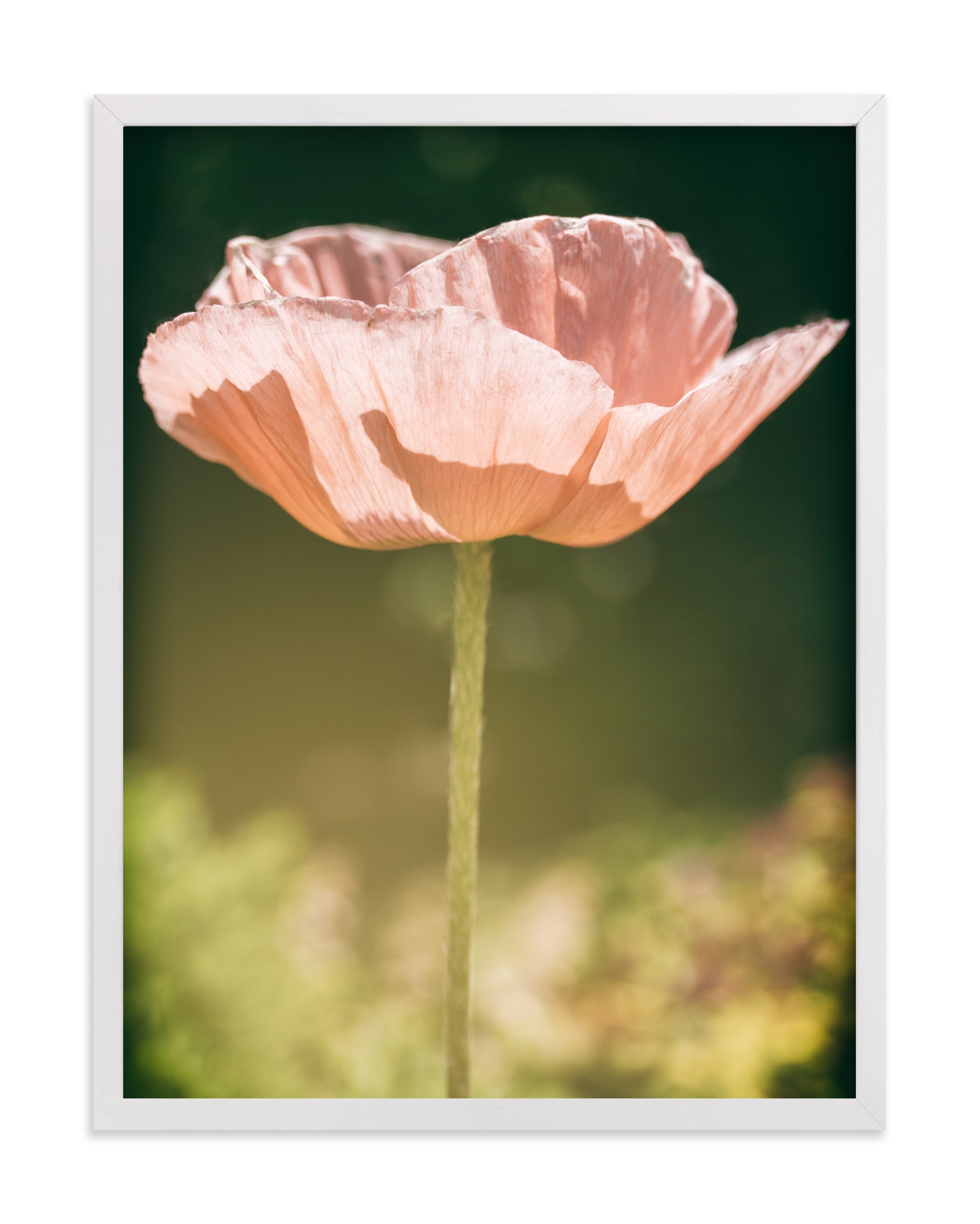 "Poppy Lit by the Sun" by Alexis Arnold in beautiful frame options and a variety of sizes.
