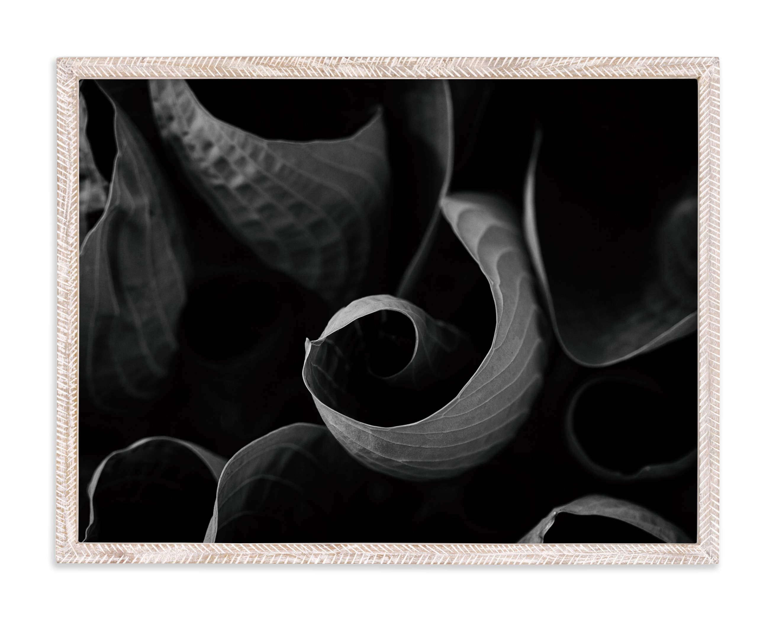 "Twists and Turns in Black and White" by Alexis Arnold in beautiful frame options and a variety of sizes.