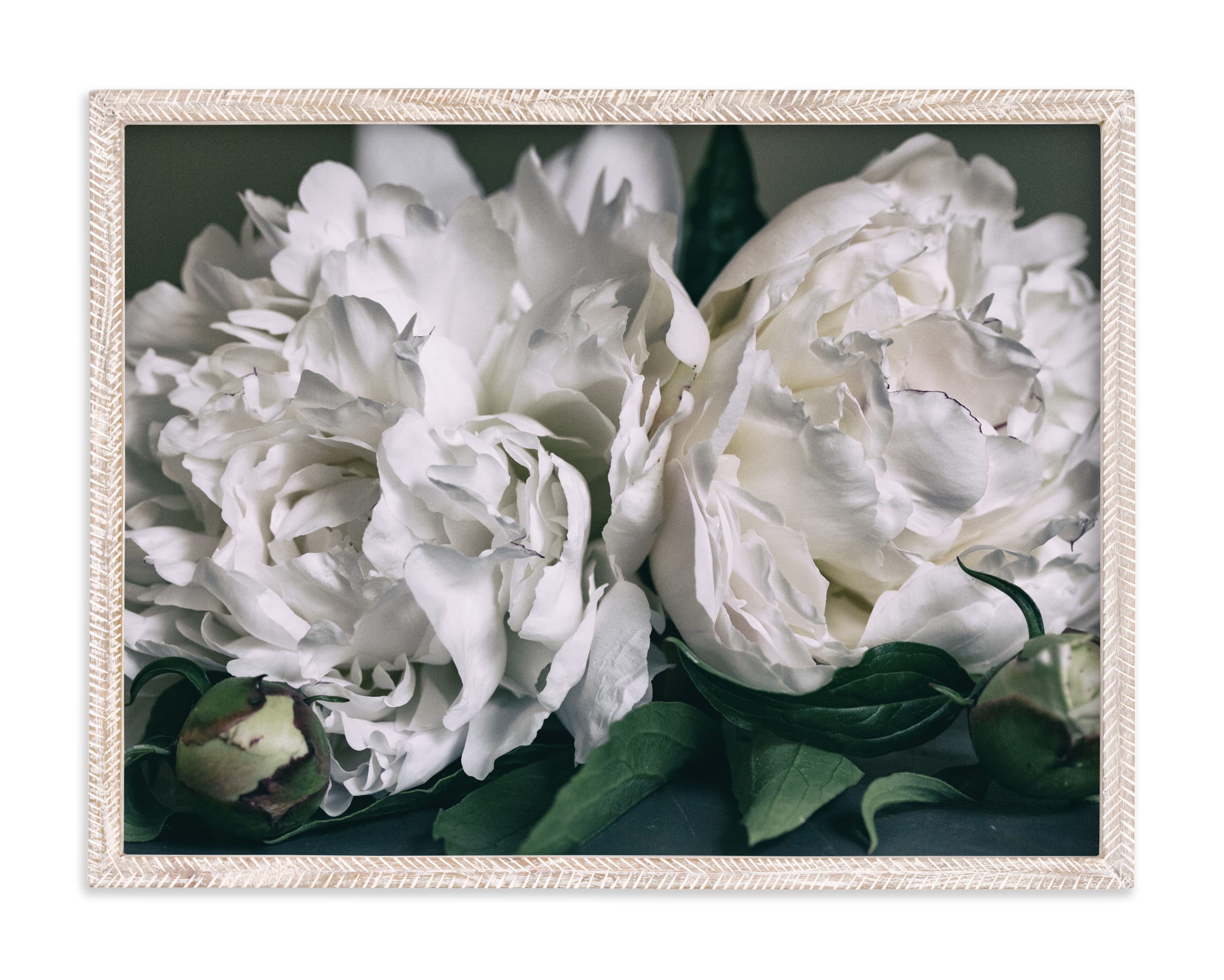 "Two White Peonies" by Alexis Arnold in beautiful frame options and a variety of sizes.