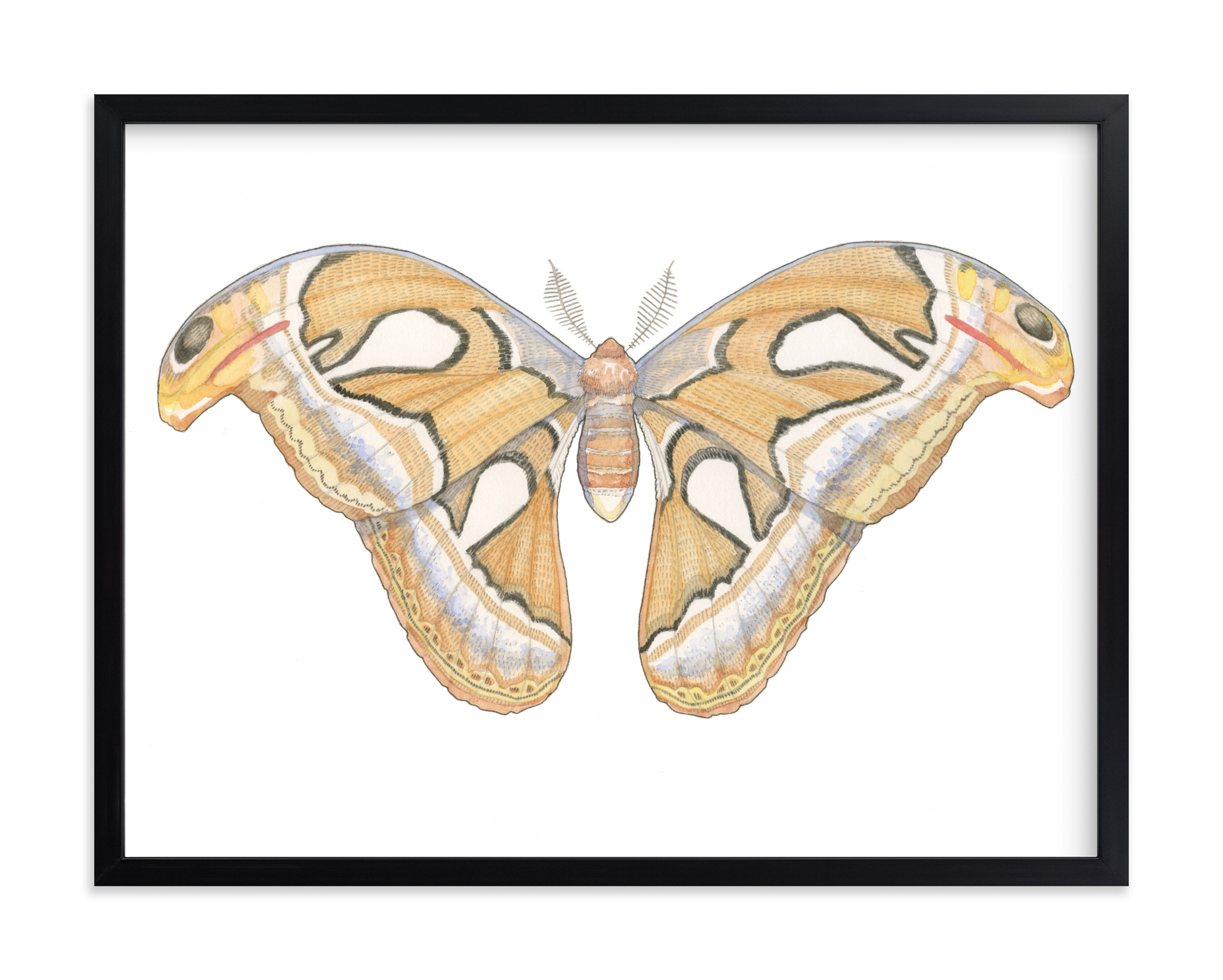 Atlas Moth Wall Art Prints by Natalie Groves | Minted