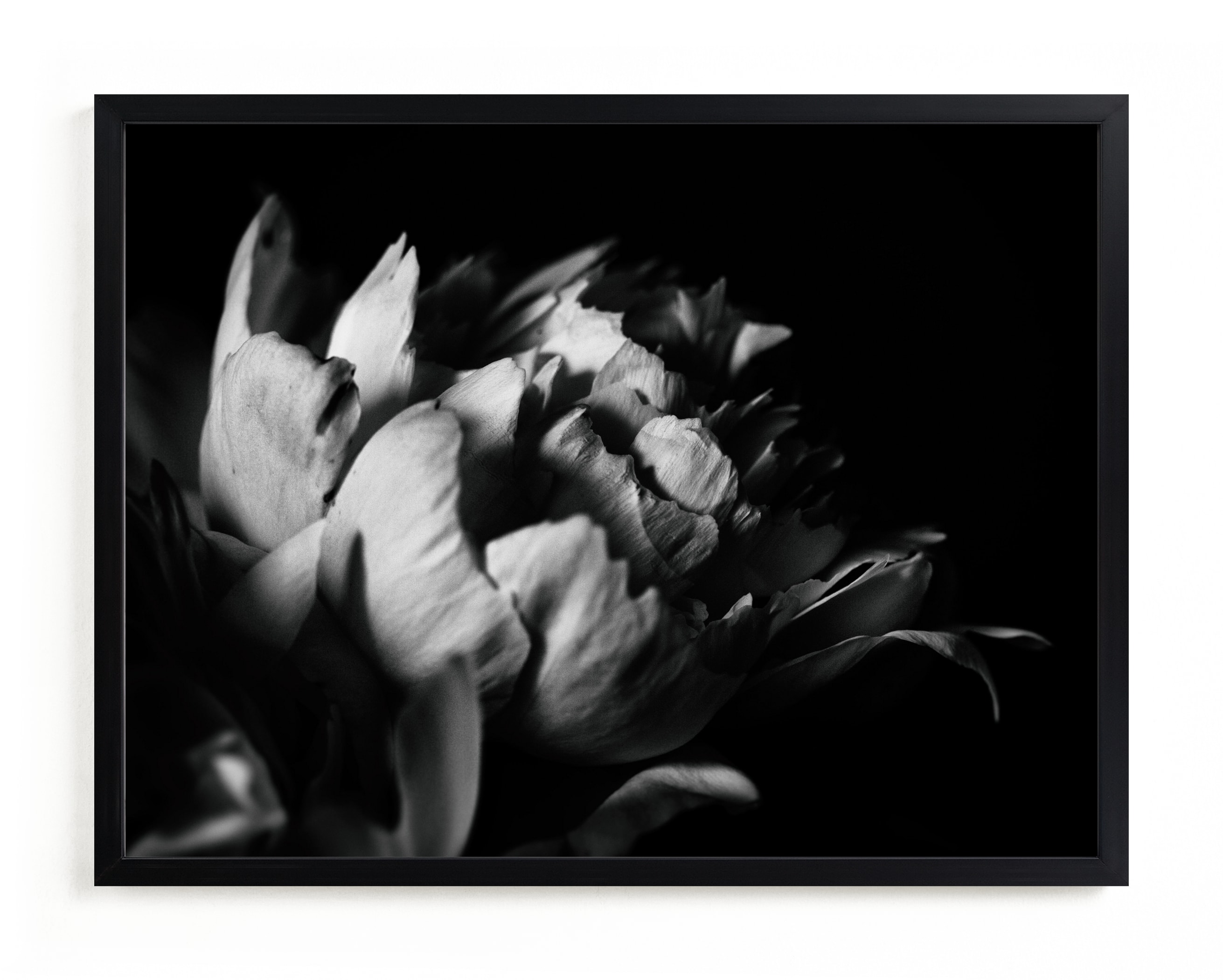 "Petals in Black & White" by Alexis Arnold in beautiful frame options and a variety of sizes.