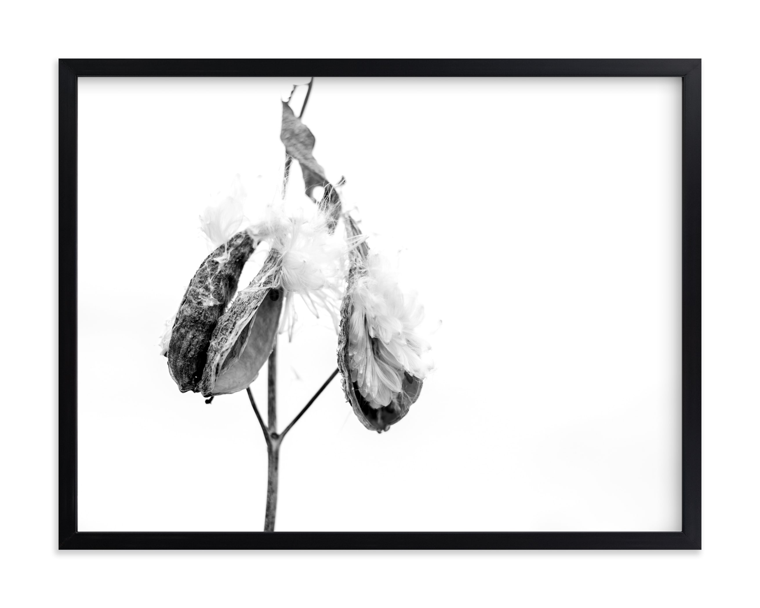 "Milkweed End of Season" by Alexis Arnold in beautiful frame options and a variety of sizes.