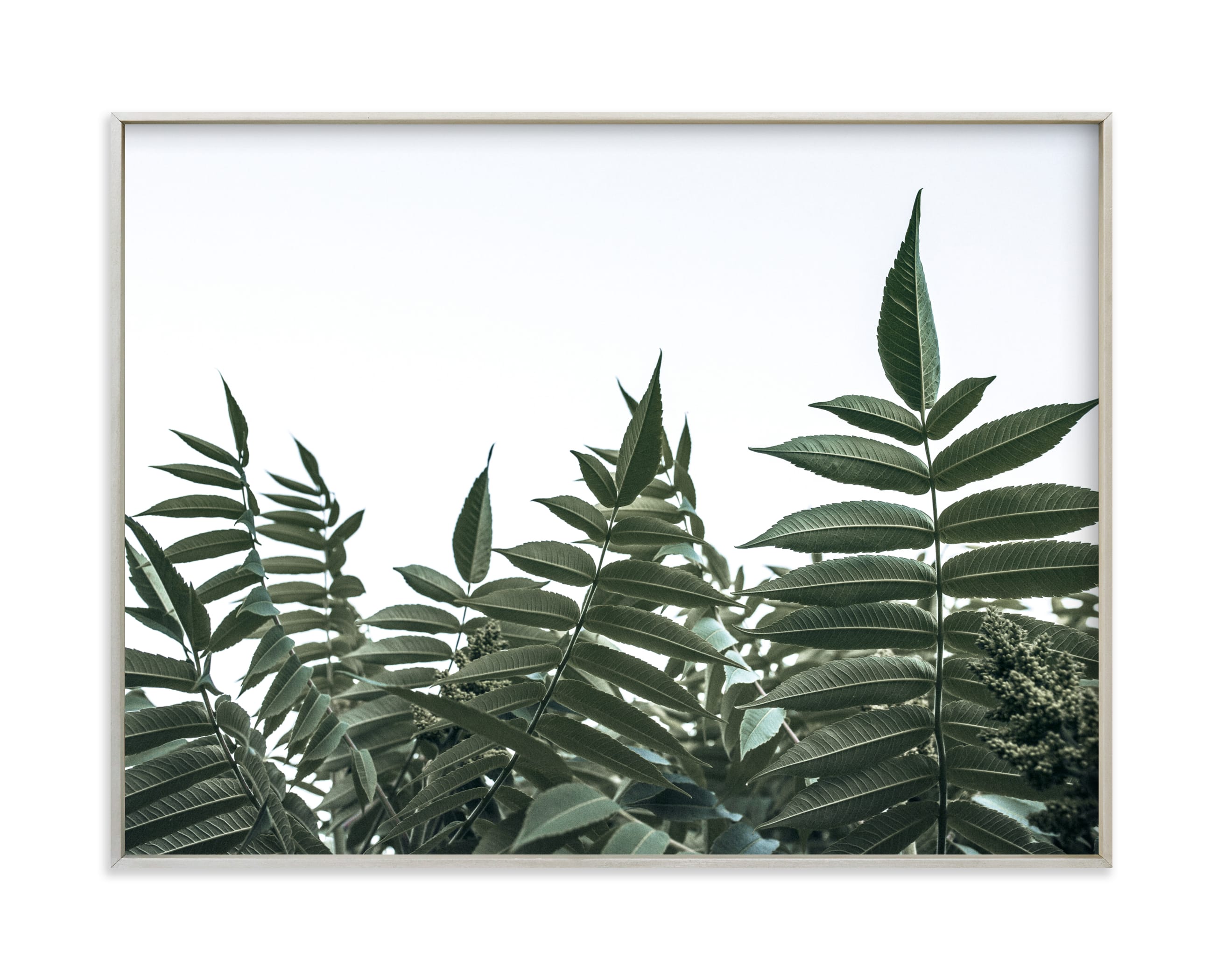 "Green leaves on white" by Lying on the grass in beautiful frame options and a variety of sizes.