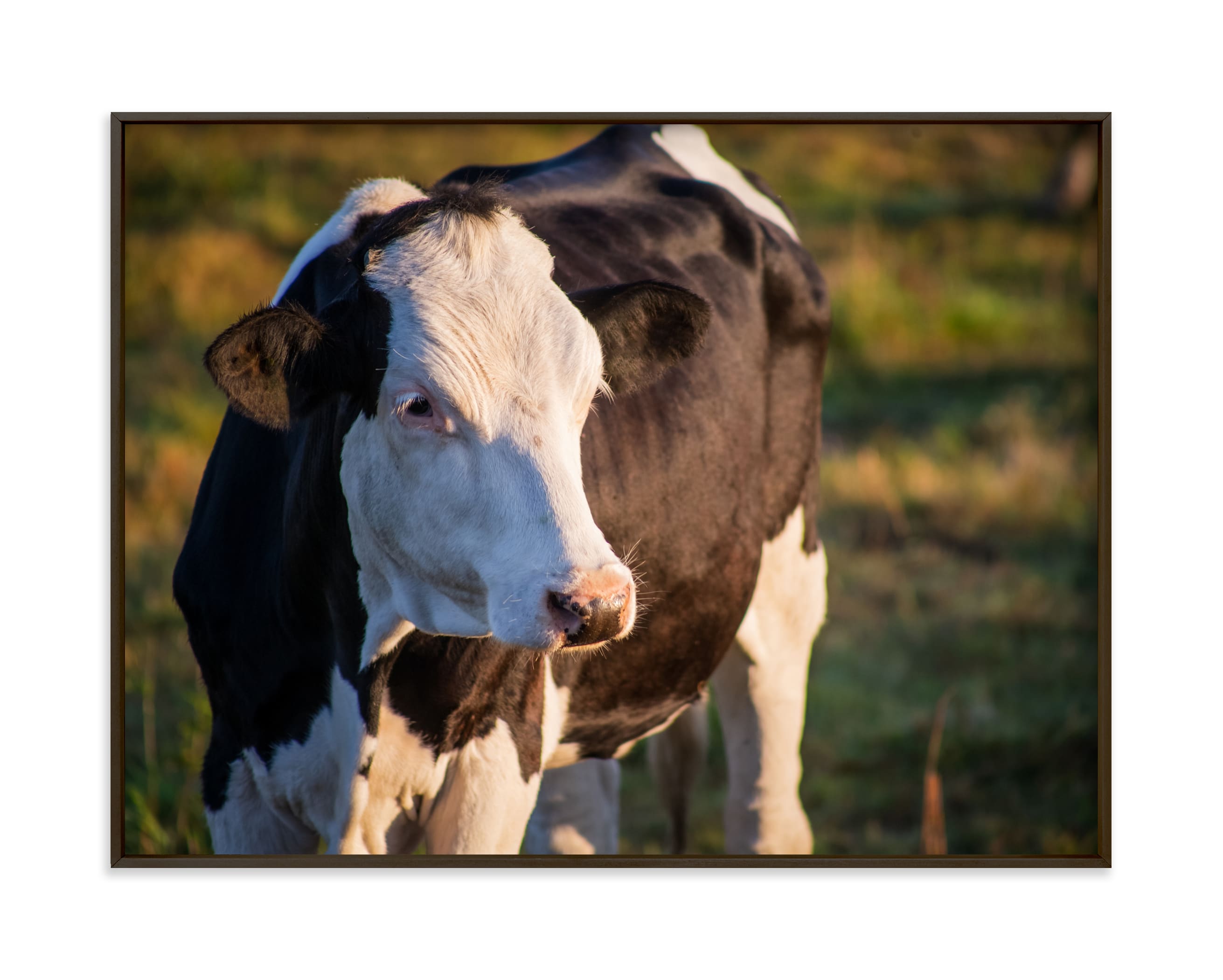 "Cow nose" by Lying on the grass in beautiful frame options and a variety of sizes.