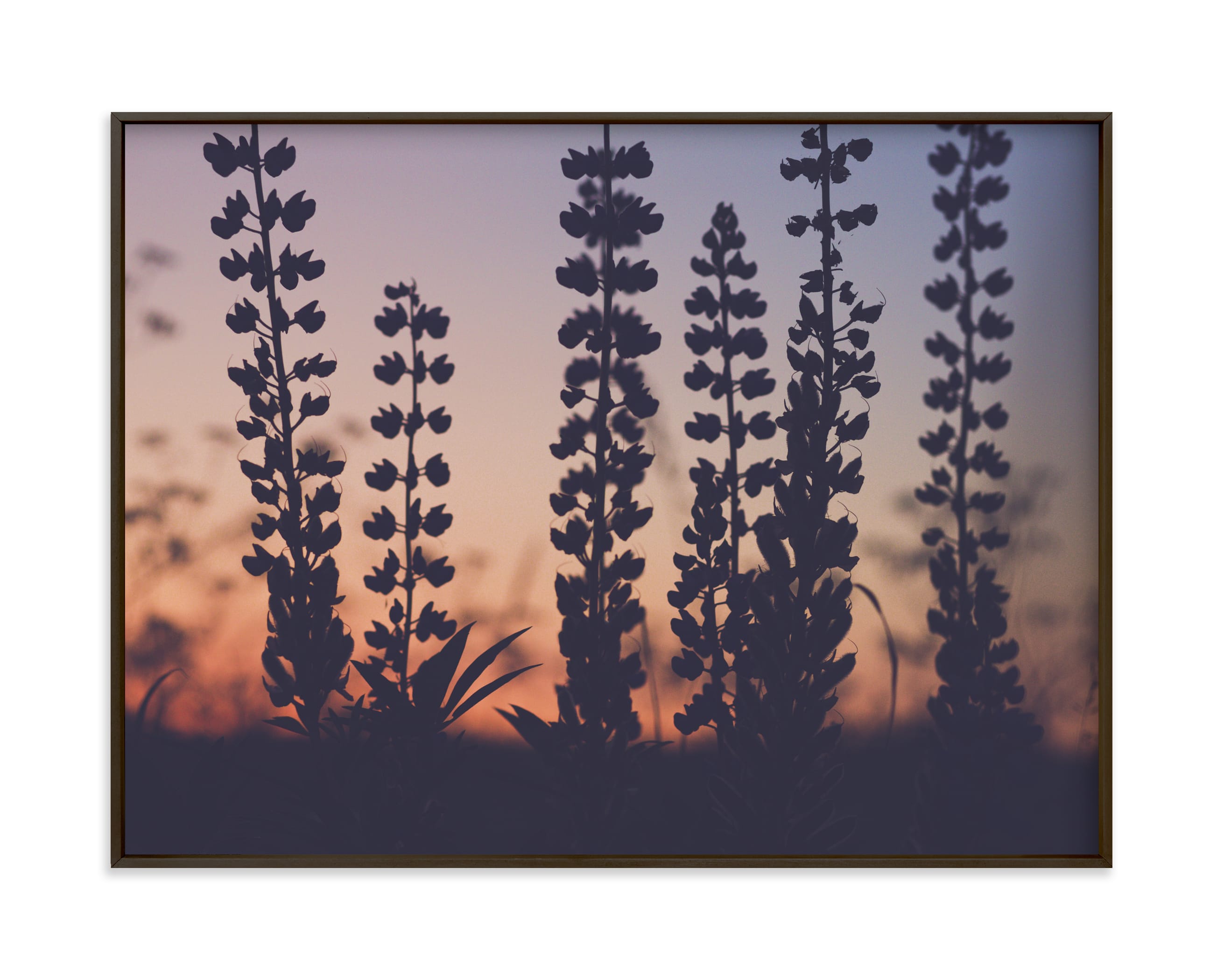 "Sunset among the grasses IV" by Lying on the grass in beautiful frame options and a variety of sizes.