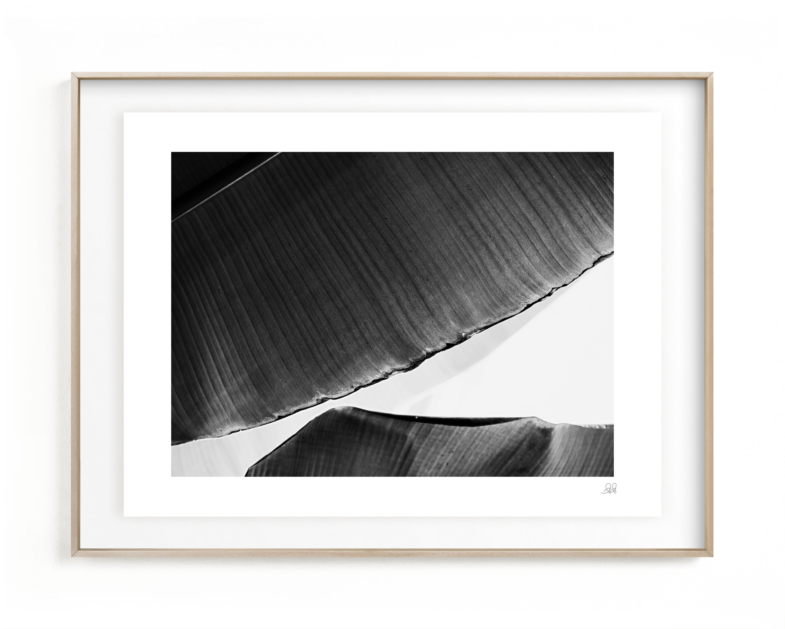 leaf & light 1 Art Print