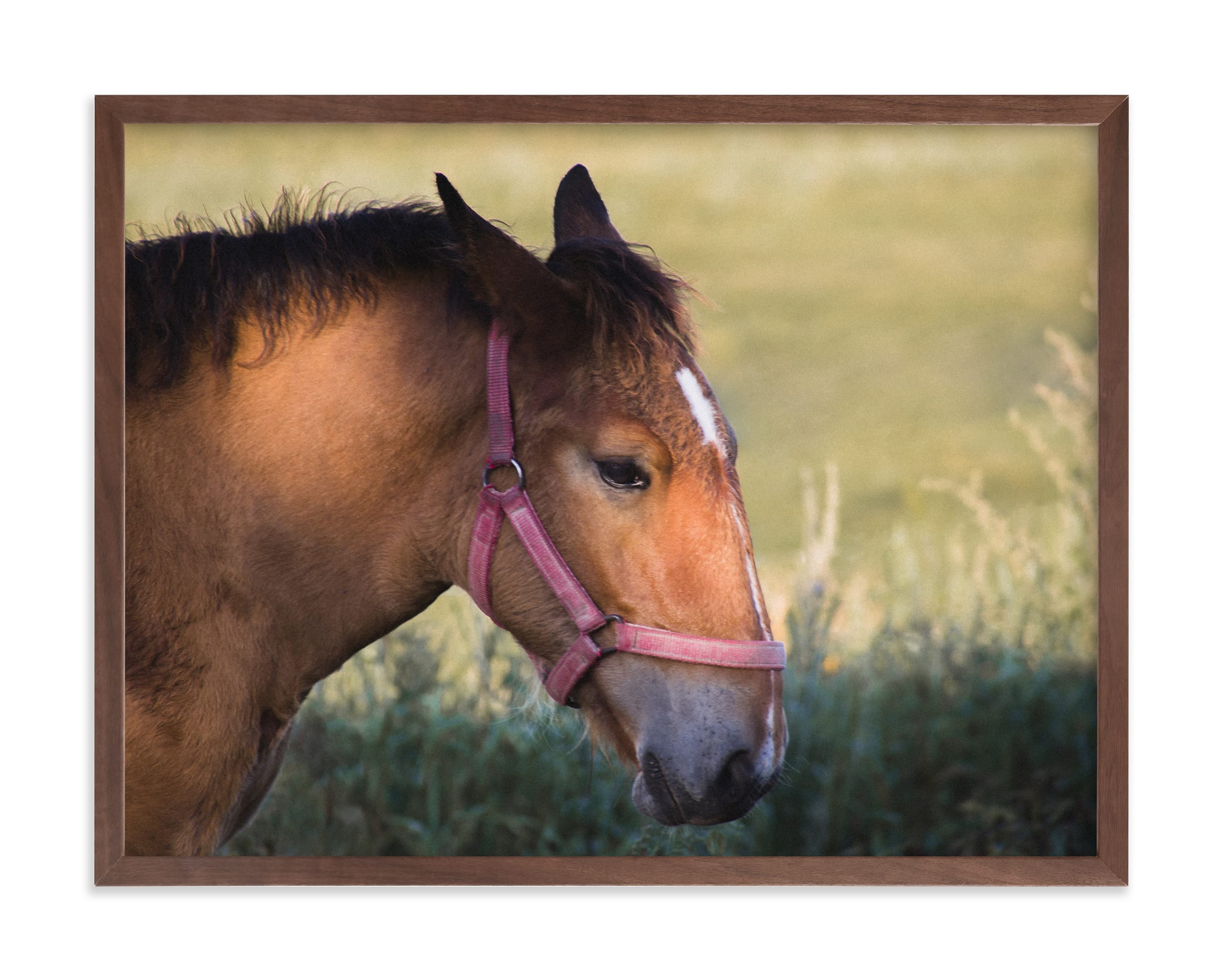 " Golden chestnut" by Lying on the grass in beautiful frame options and a variety of sizes.