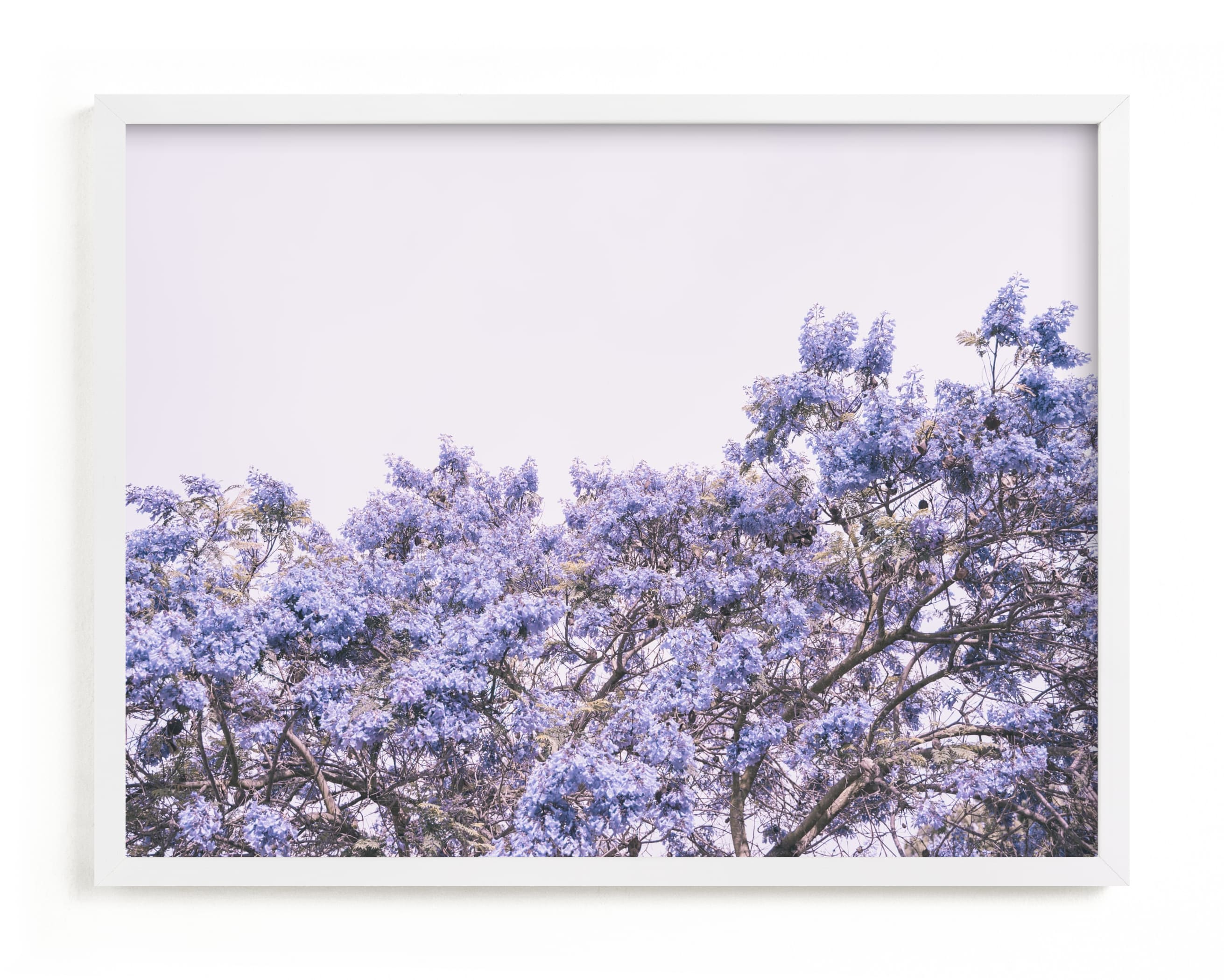 Jacaranda in bloom
