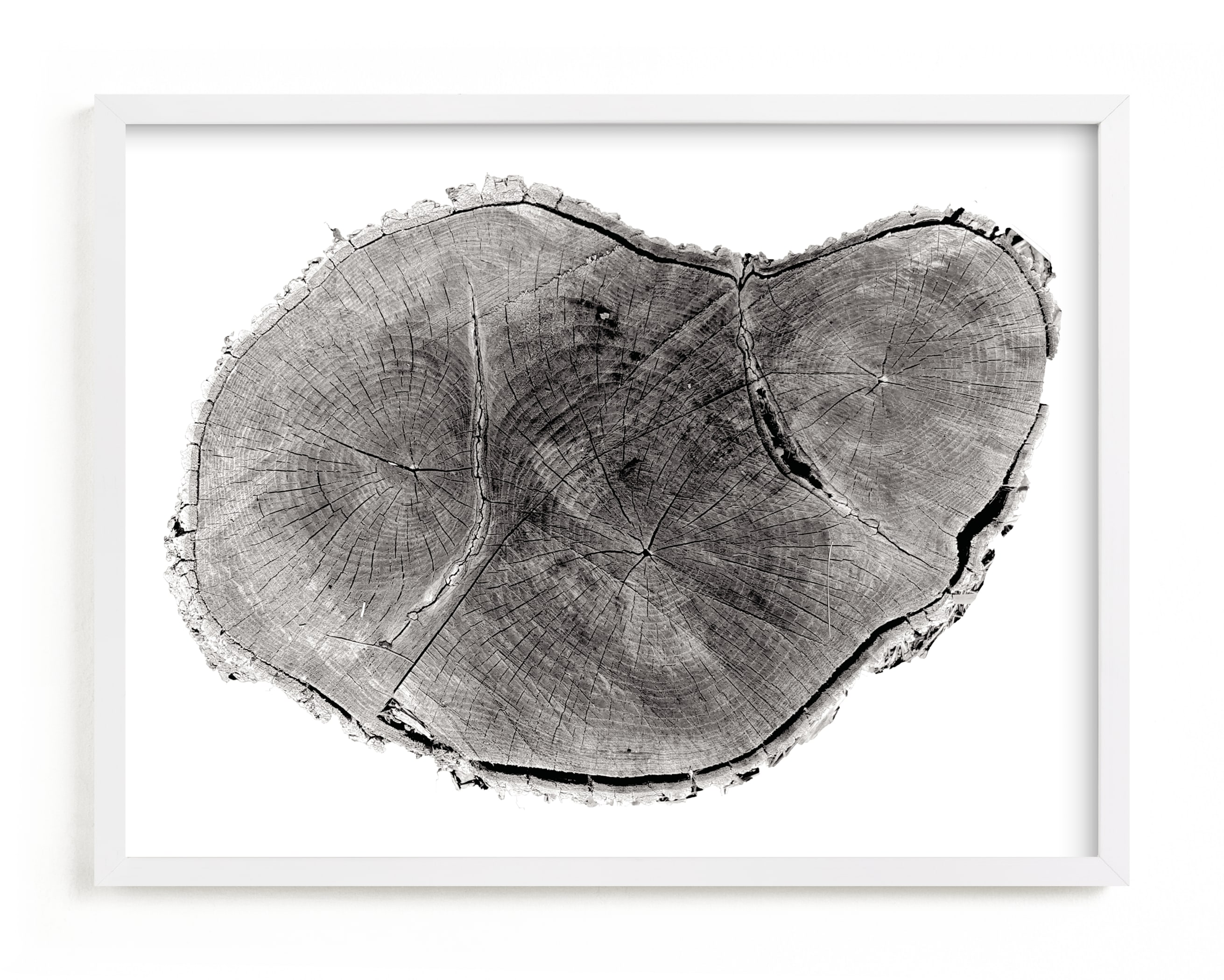 Tree Rings pt. 1 Art Print