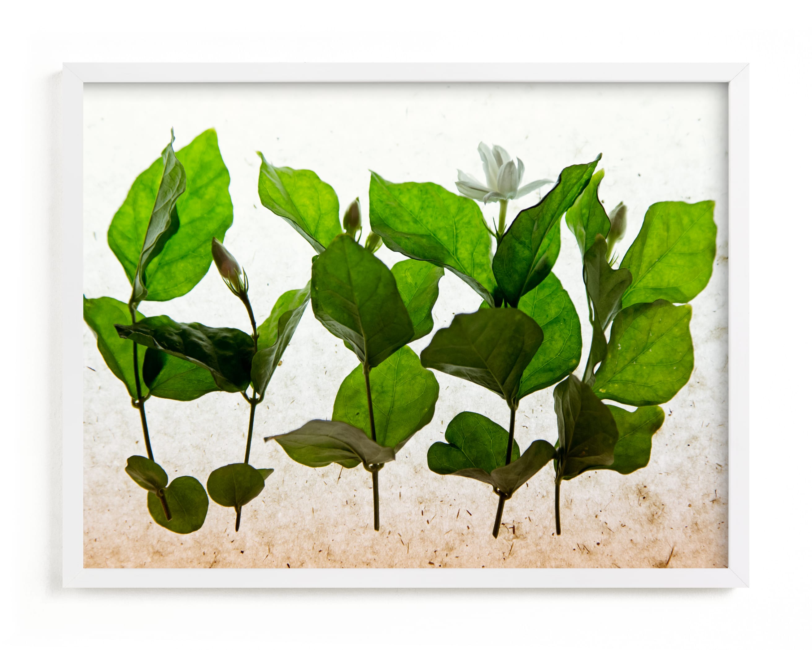 "lush green" - Limited Edition Art Print by Qing Ji in beautiful frame options and a variety of sizes.