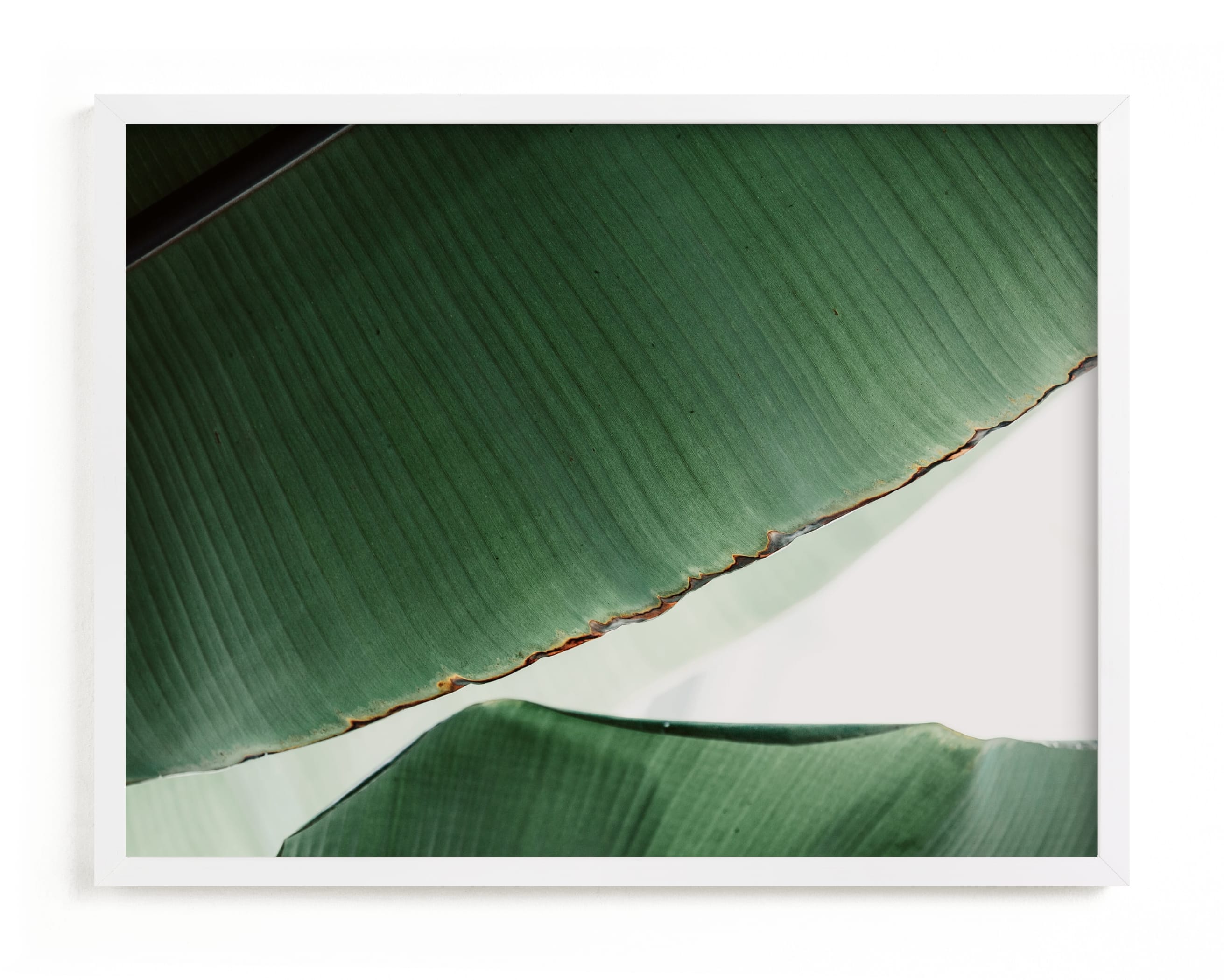 leaf & light 1 Art Print