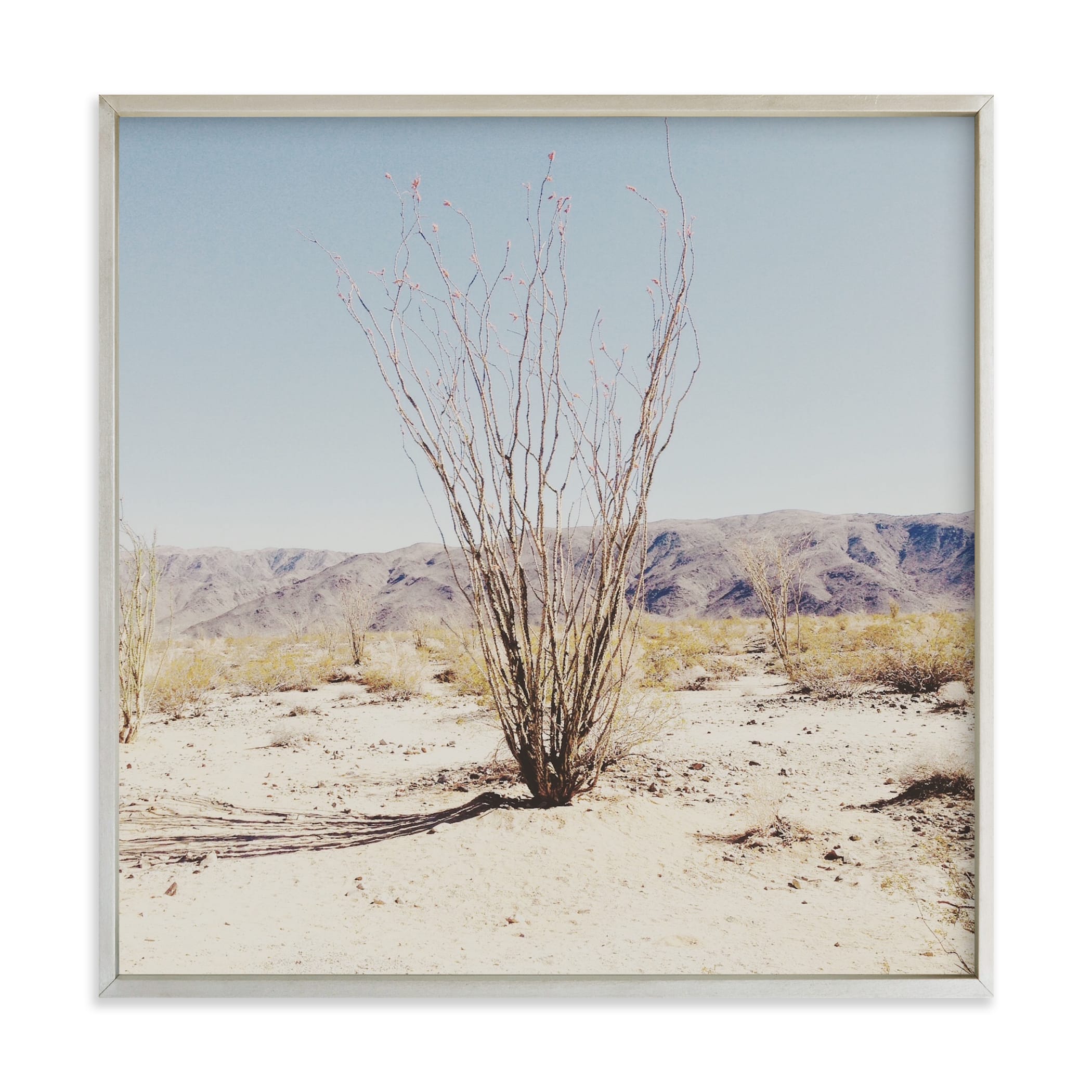 "Ocotillo" - Limited Edition Art Print by Abby Laverick in beautiful frame options and a variety of sizes.