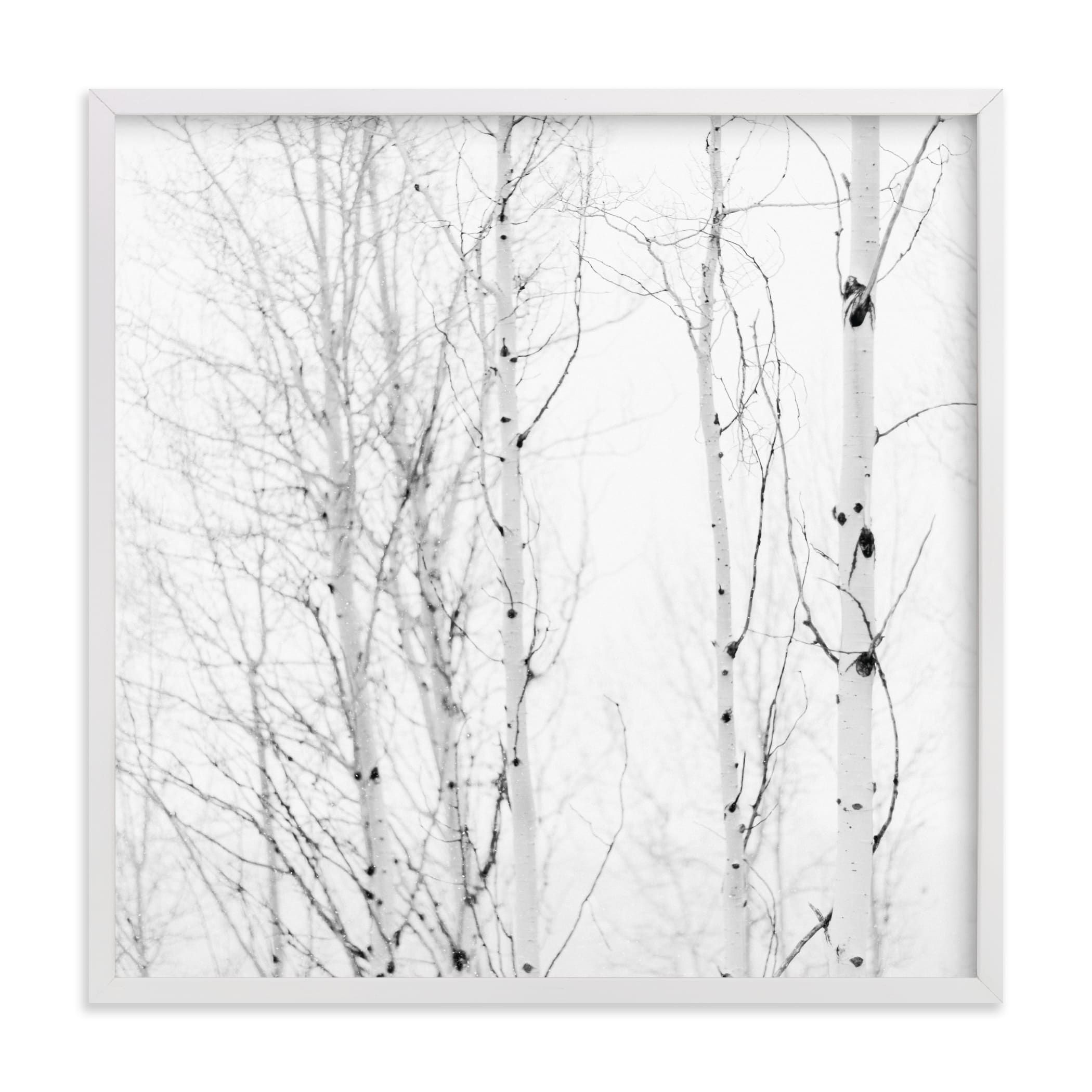 White Aspens Art Print