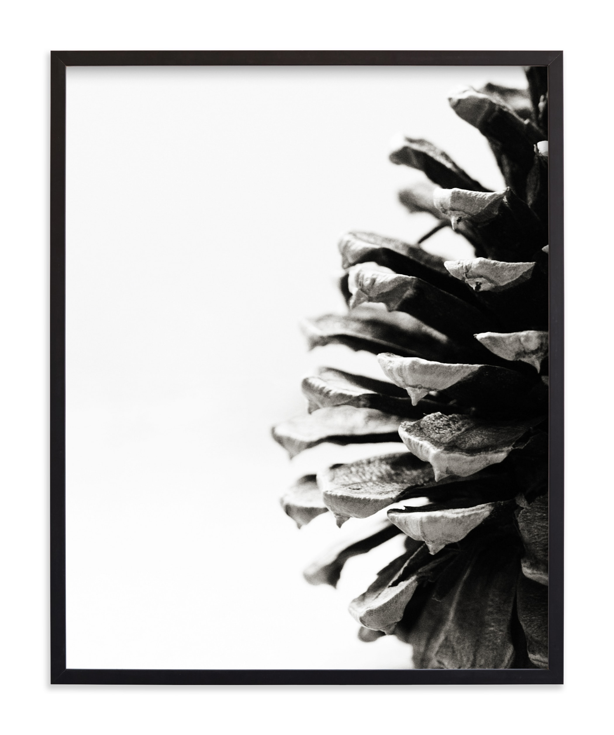 "Pine Cone" - Limited Edition Art Print by Alexis Arnold in beautiful frame options and a variety of sizes.