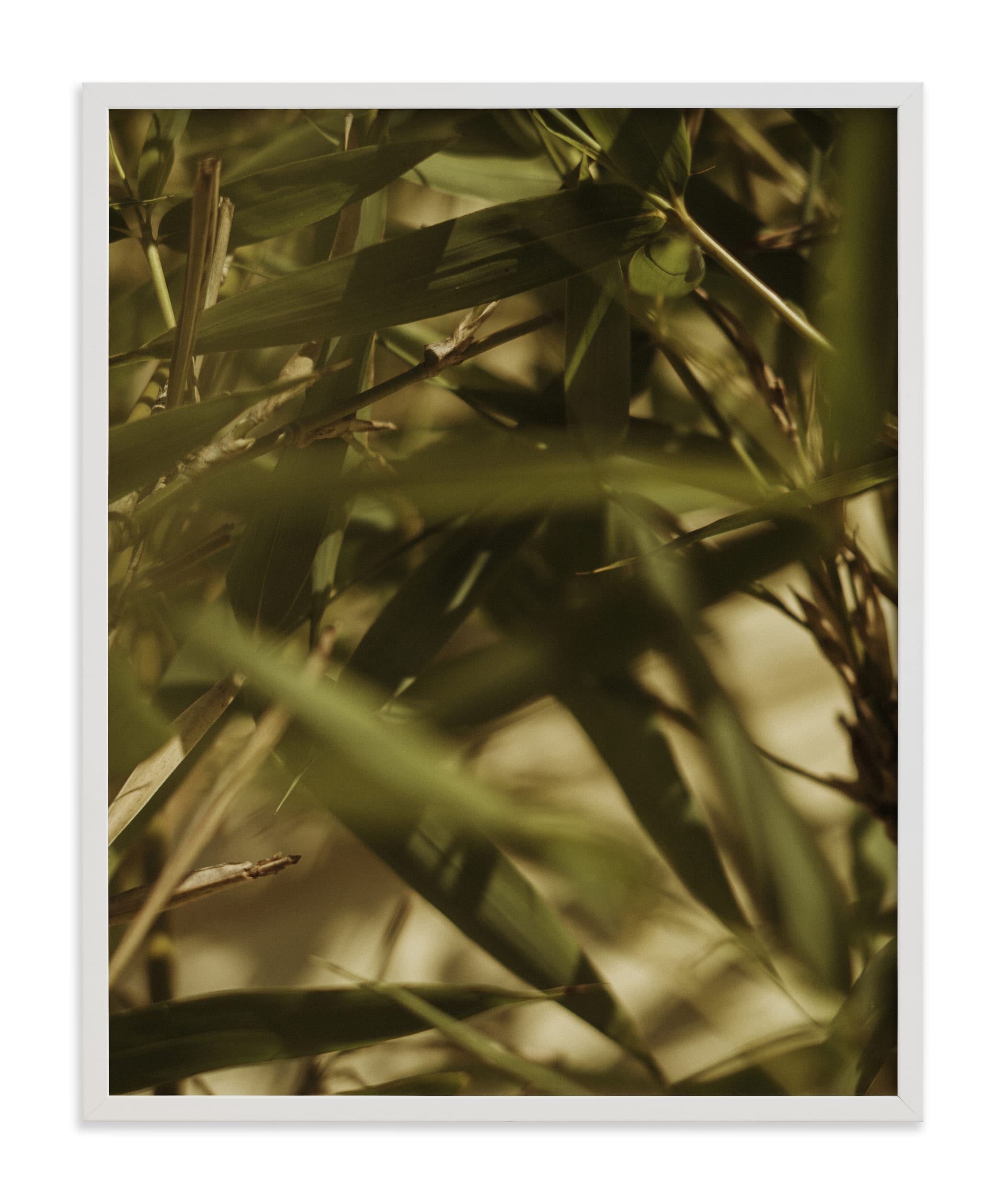 "Bamboo Breeze" - Limited Edition Art Print by Katie Buckman in beautiful frame options and a variety of sizes.