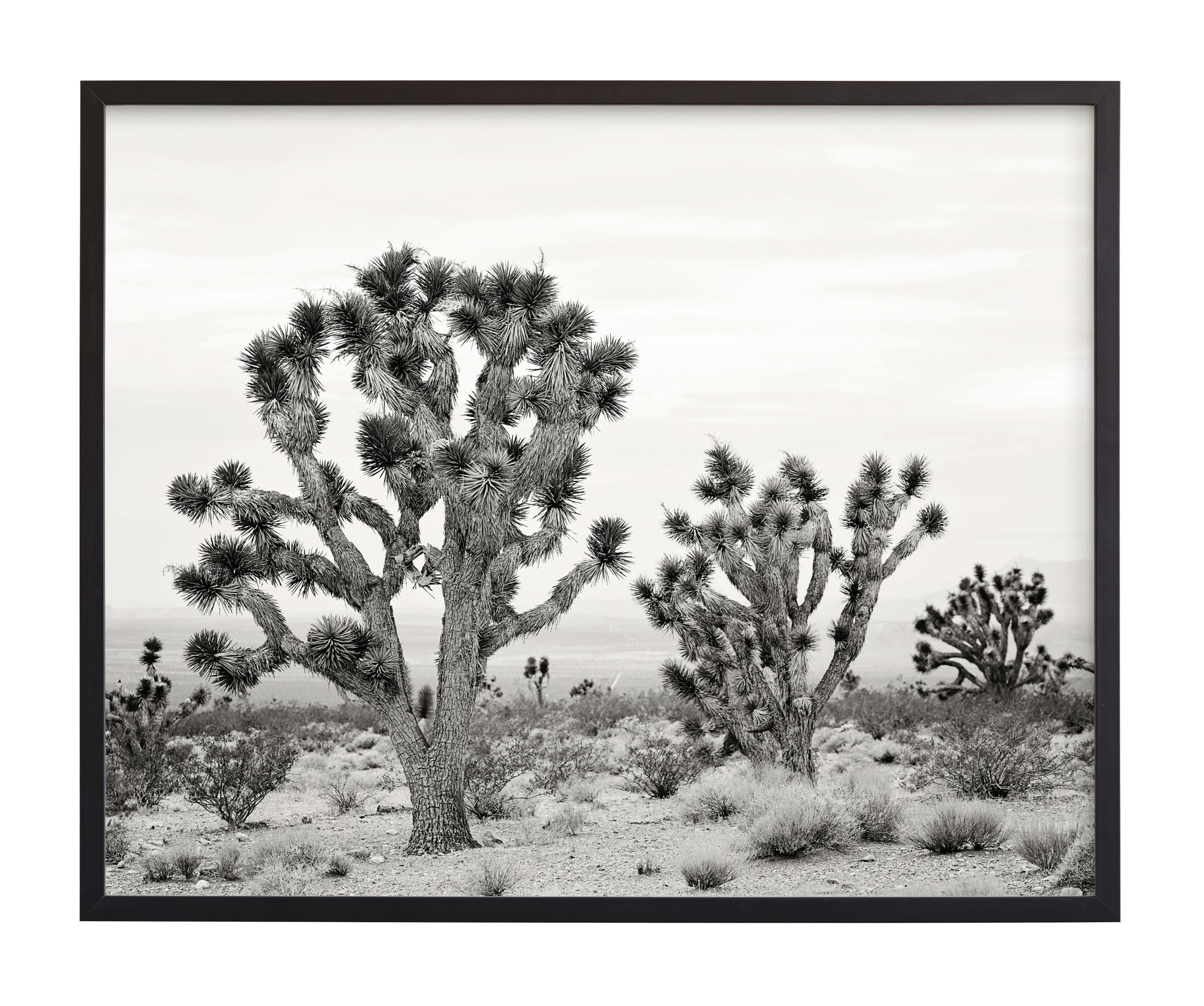"Joshua Tree" - Limited Edition Art Print by Kristi Jackson in beautiful frame options and a variety of sizes.