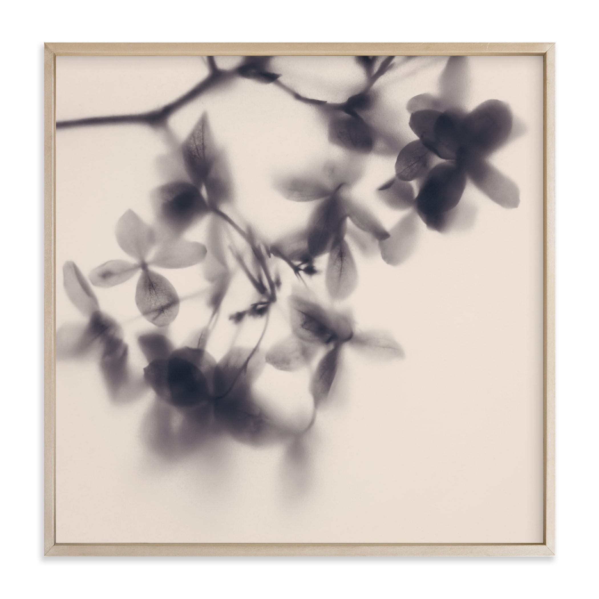 Veiled Petals