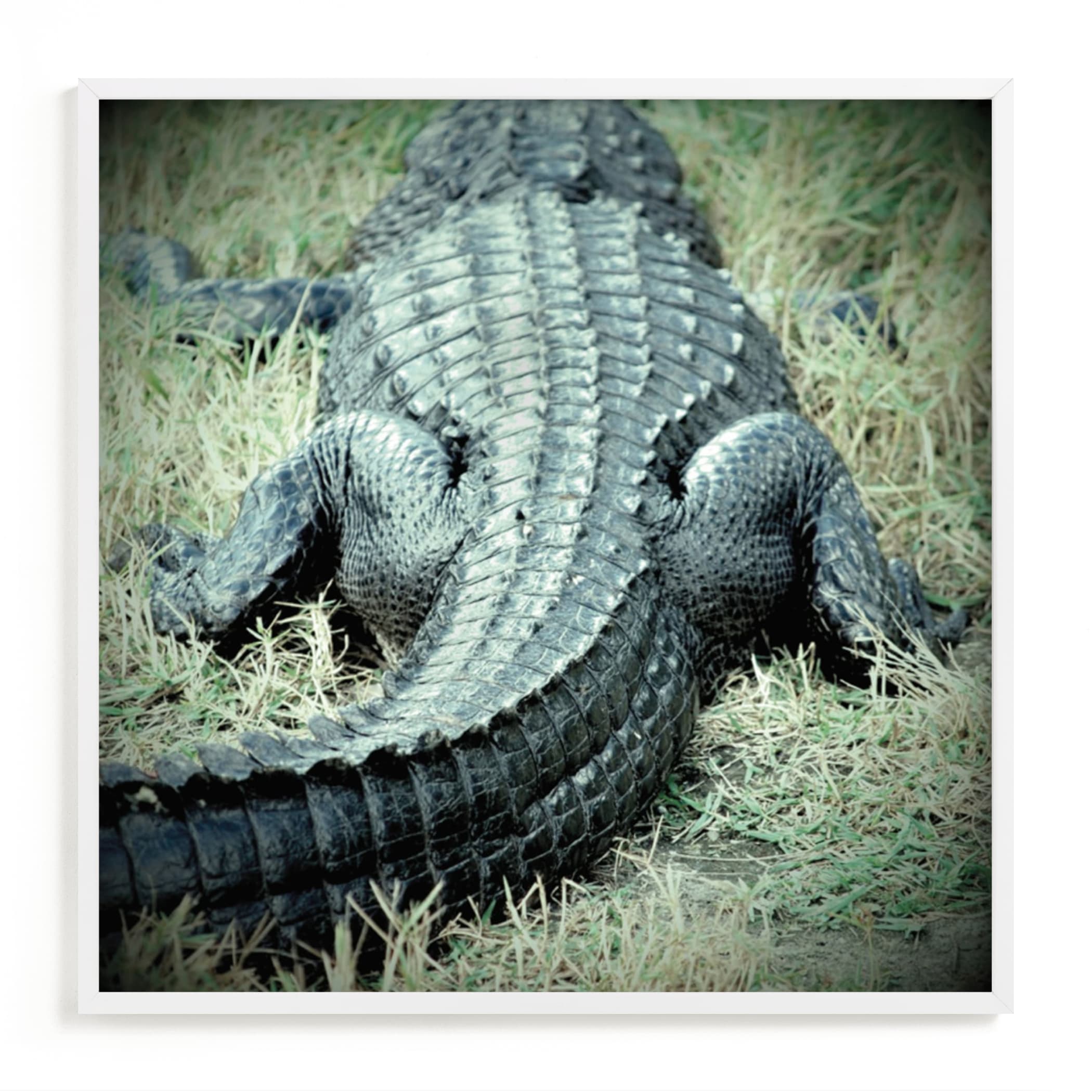 "Basking Florida Gator" - Art Print by Kate Ross in beautiful frame options and a variety of sizes.