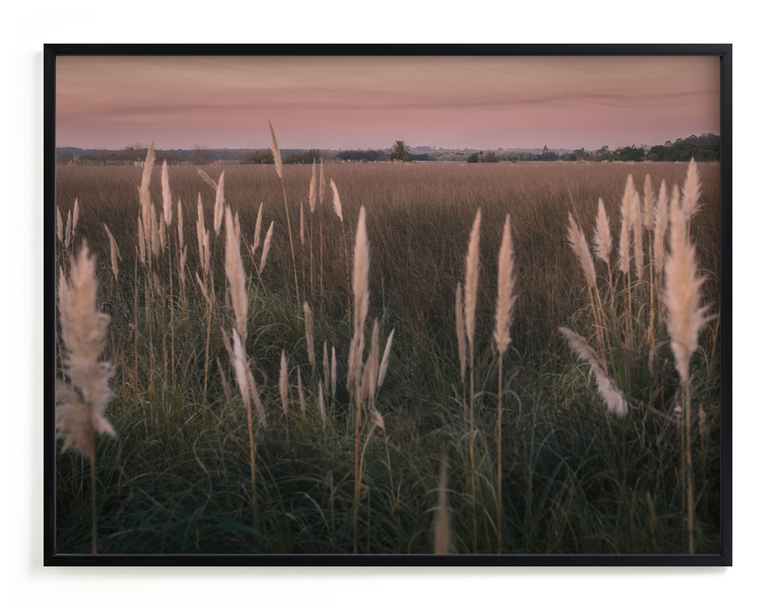 Pampas grass Wall Art Print