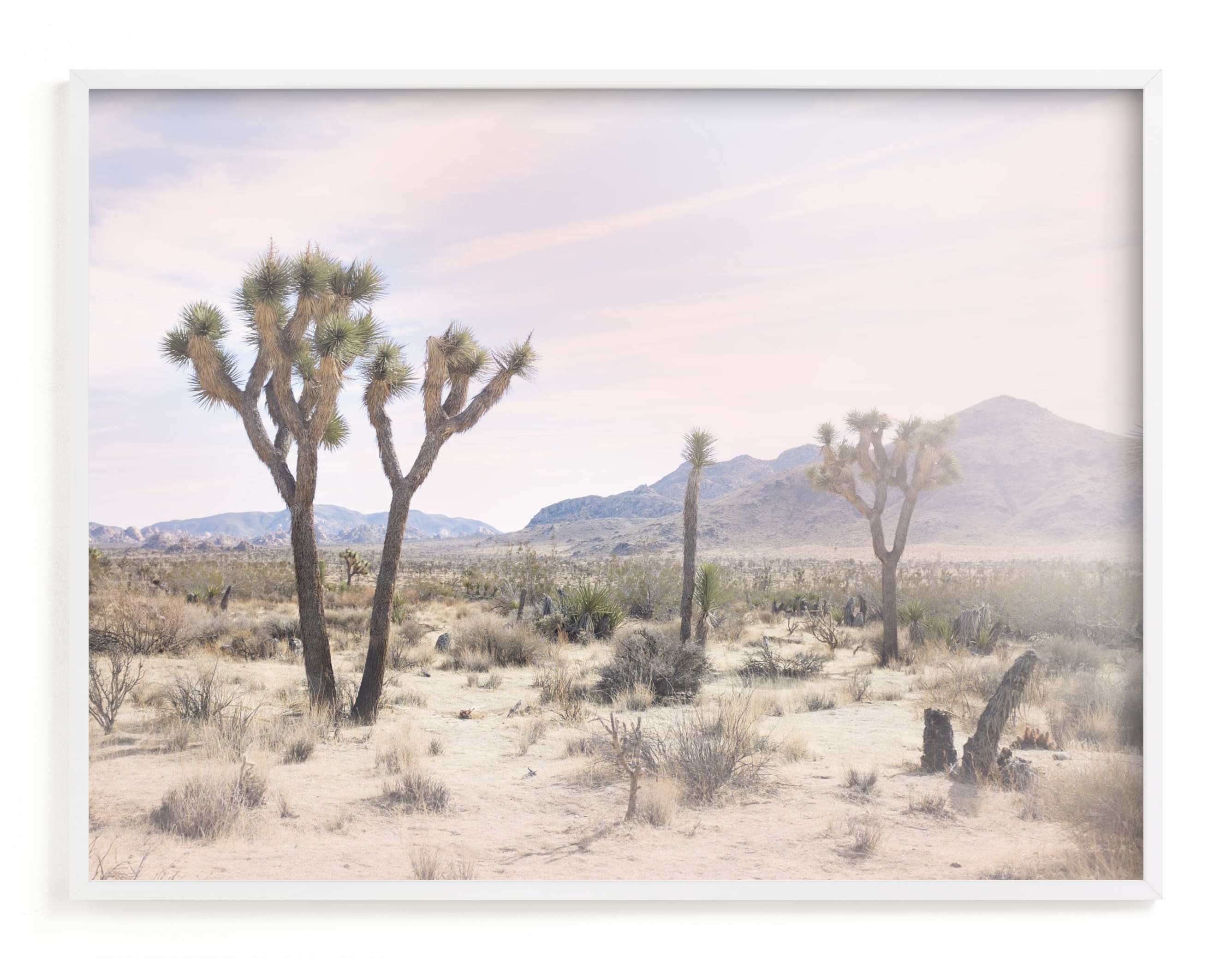 Joshua Tree No. 10 Art Print