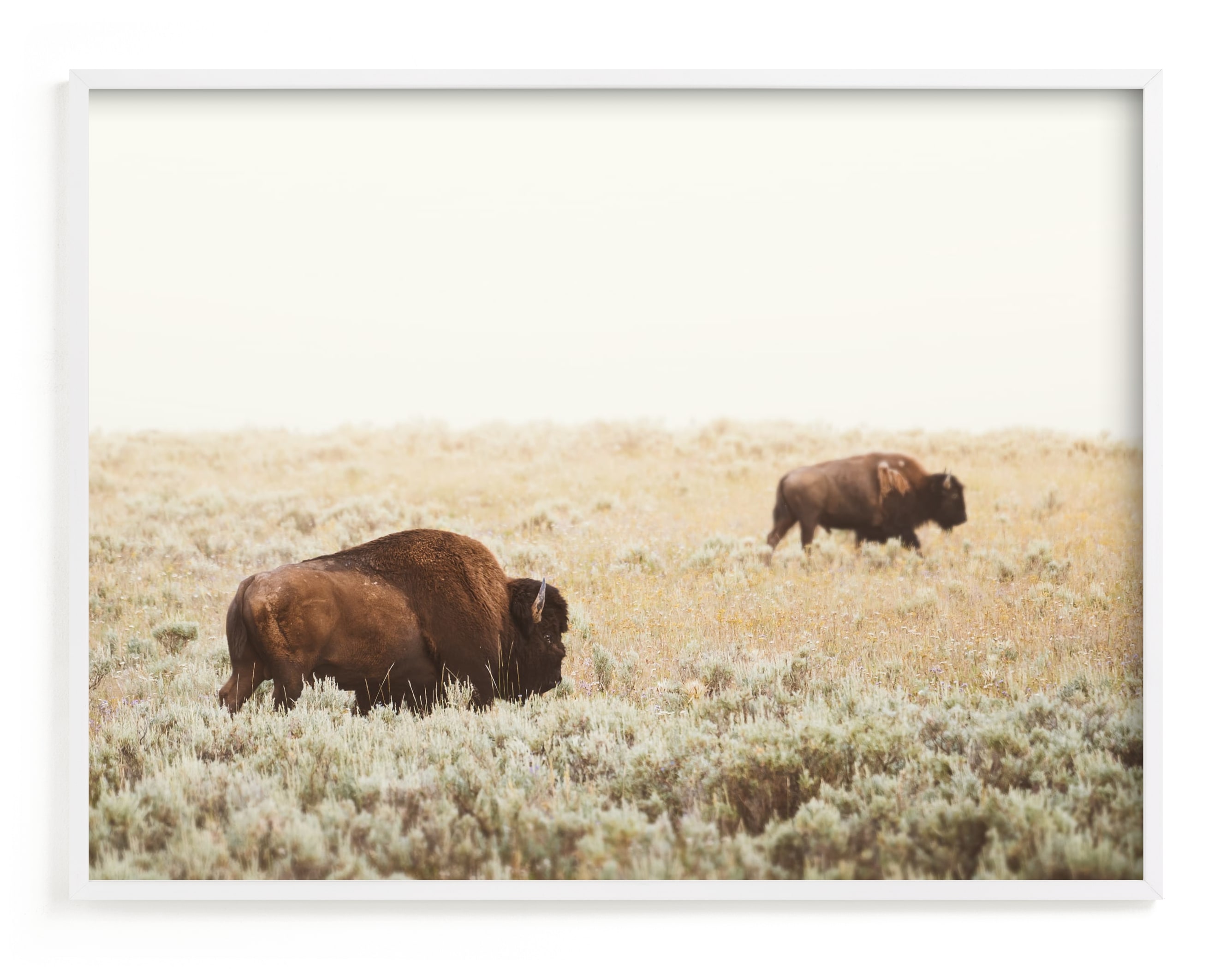 Bison Art Print