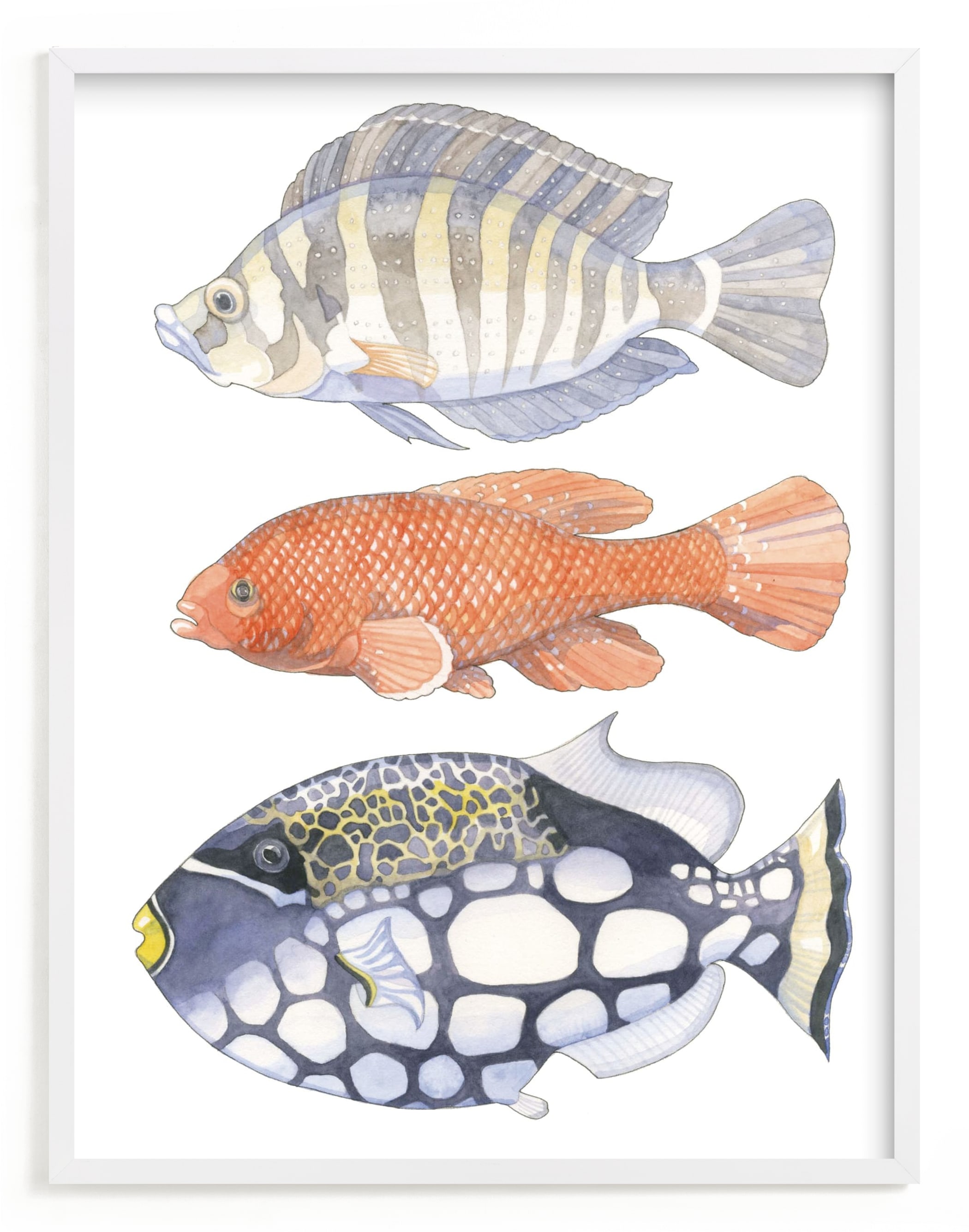 "Three Fish" - Limited Edition Art Print by Natalie Groves in beautiful frame options and a variety of sizes.