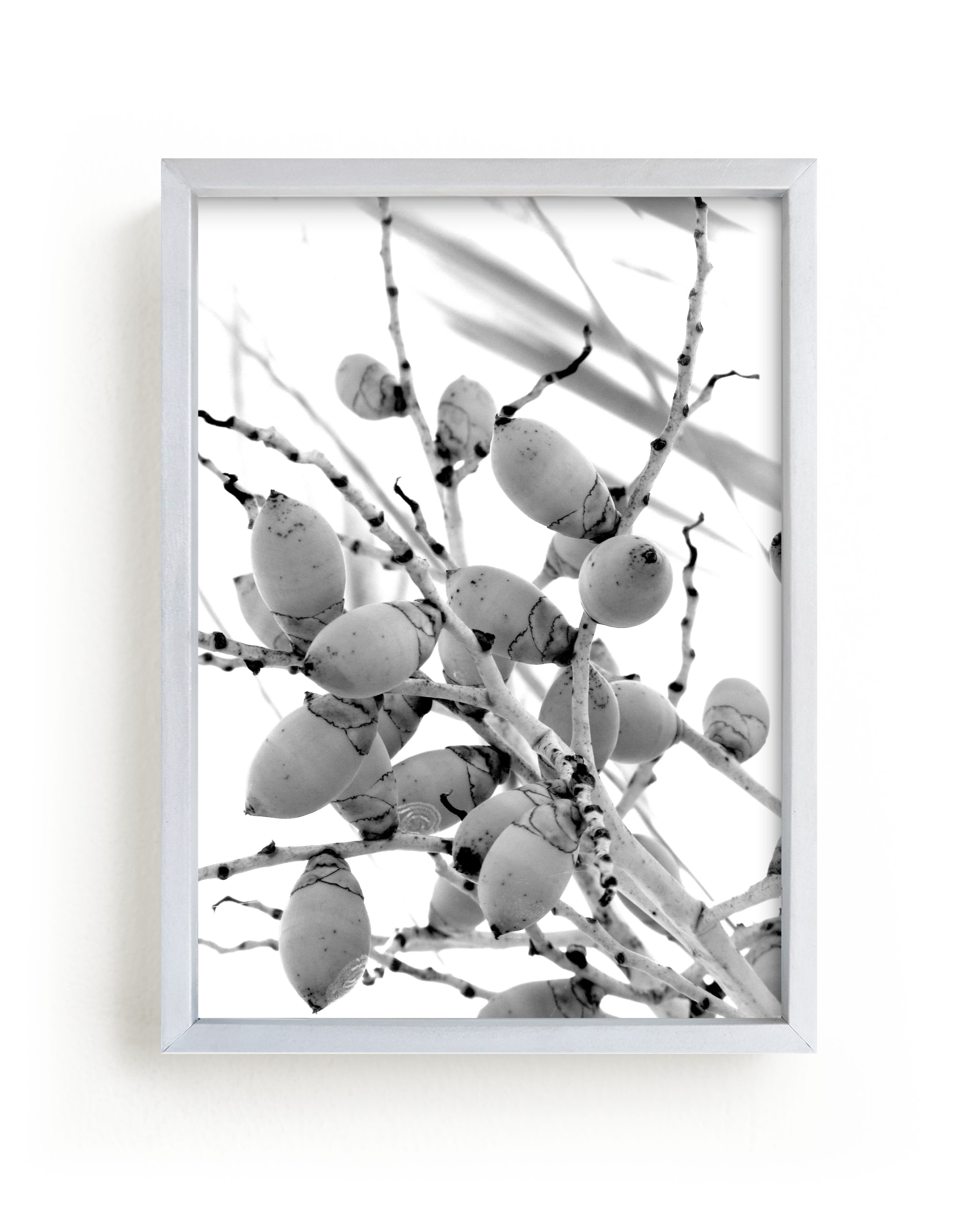 "Tiny Coconuts" - Art Print by Jonathan Brooks in beautiful frame options and a variety of sizes.