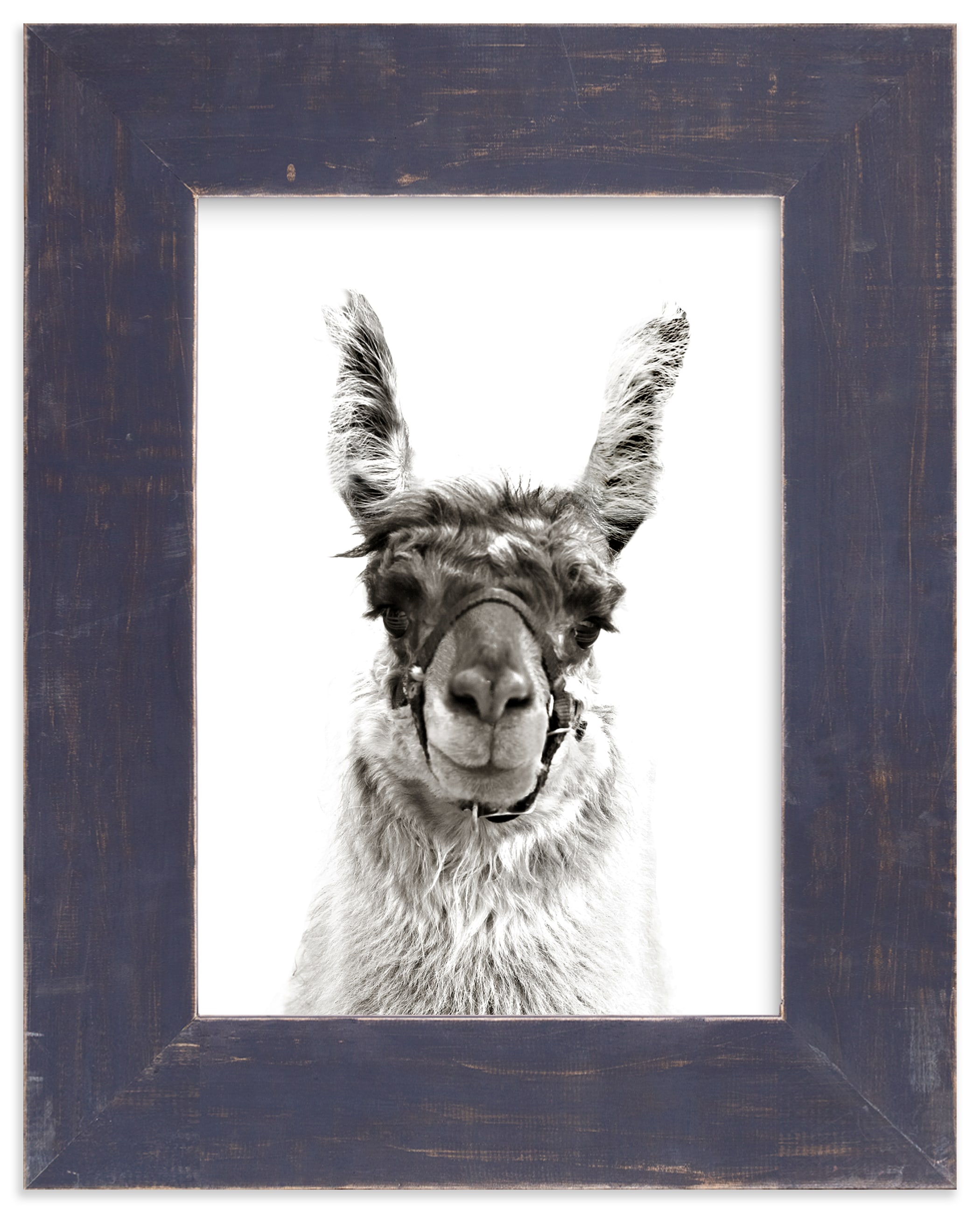 llama Wall Art Prints by Baumbirdy | Minted