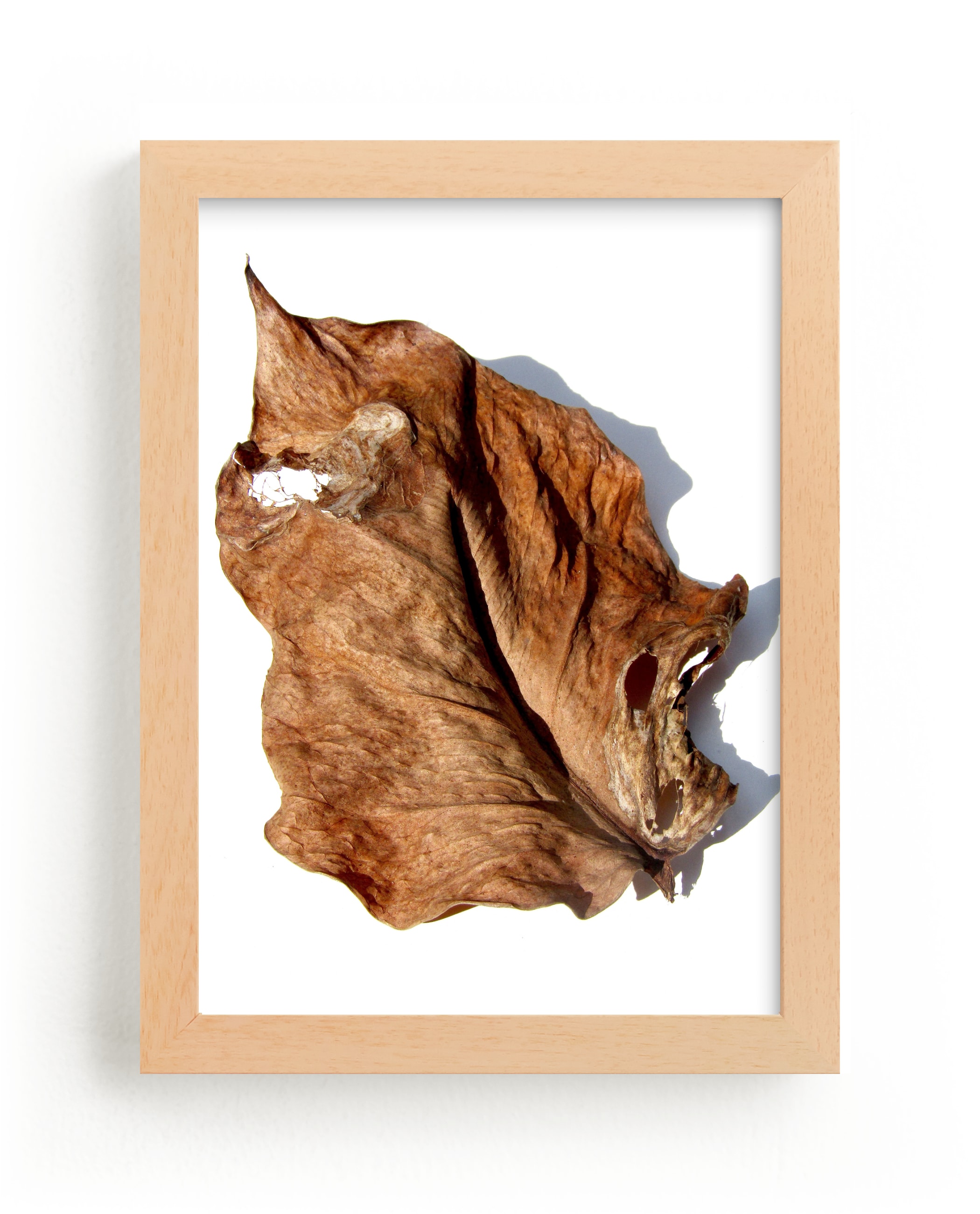 "Brown Leaf Study #1" - Limited Edition Art Print by Jonathan Brooks in beautiful frame options and a variety of sizes.