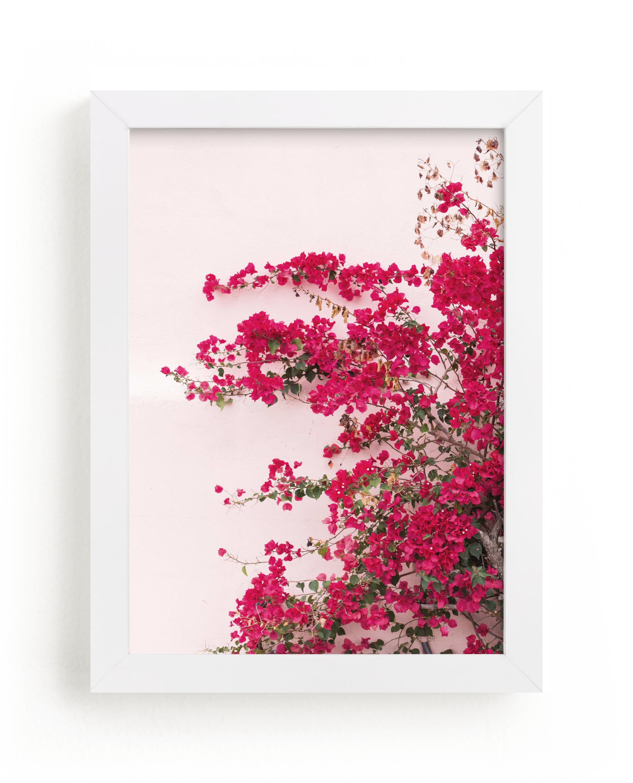 "Bright Bougainvillea" - Limited Edition Art Print by The One With Wanderlust in beautiful frame options and a variety of sizes.