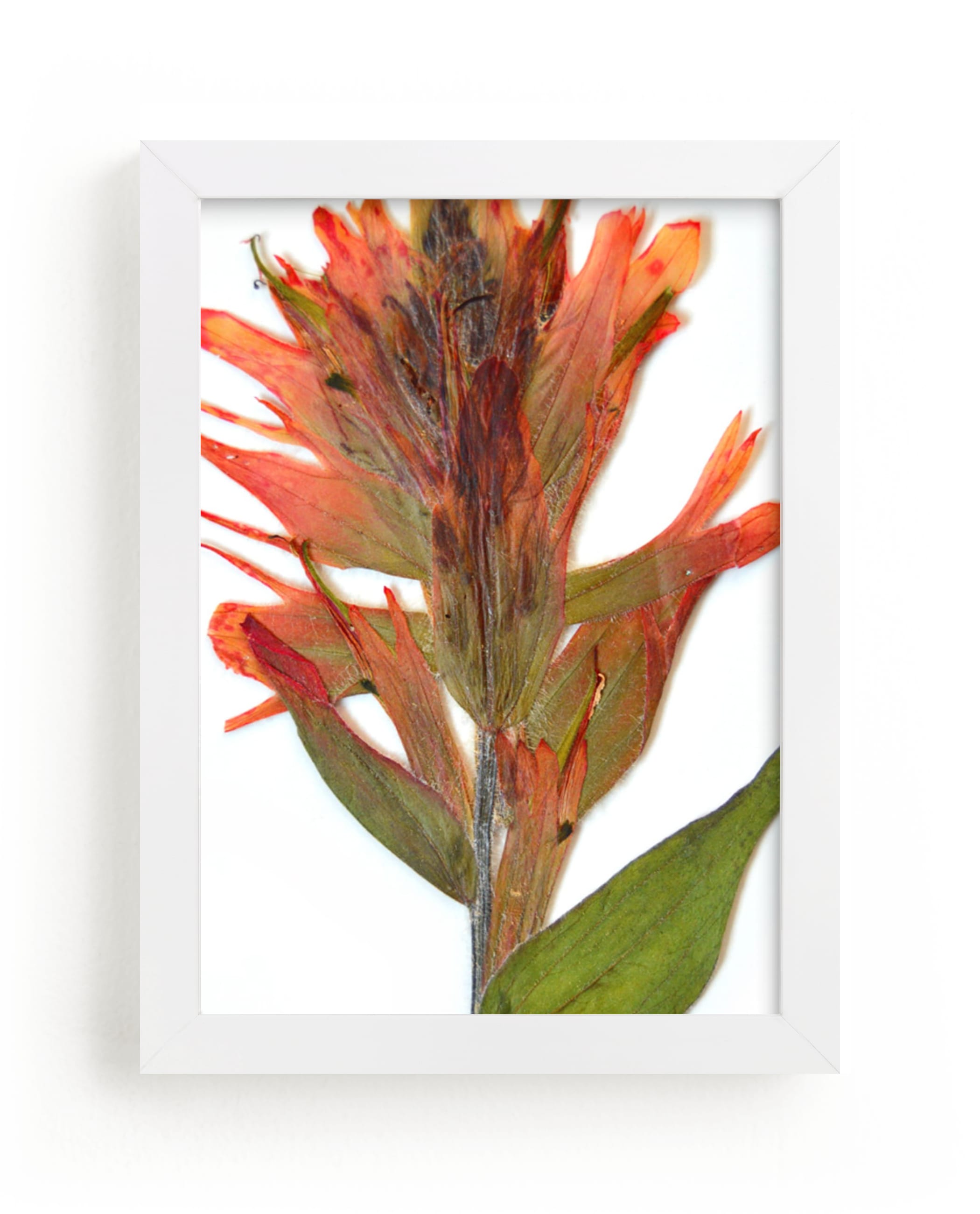 "Member 4" - Art Print by Shannon in beautiful frame options and a variety of sizes.