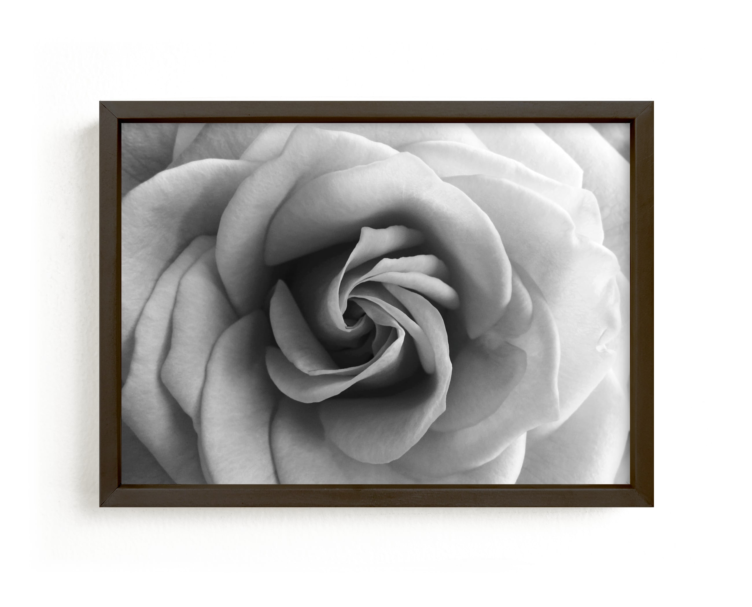 "Resting Rose" - Art Print by Janelle Wourms in beautiful frame options and a variety of sizes.