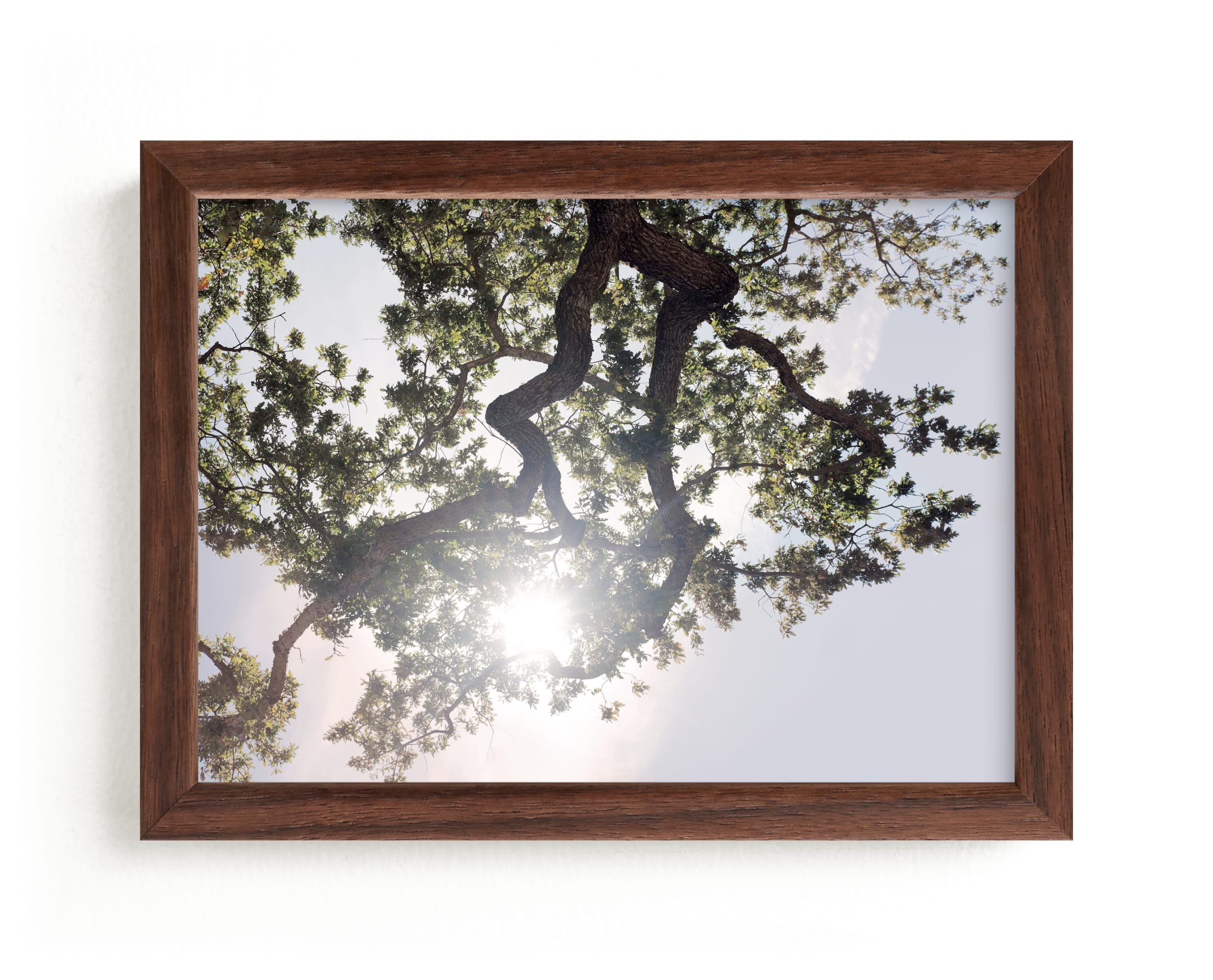 Elegant Oak Tree Wall Art Prints By Wilder California Minted - Oak Tree Wall Art Elegant Oak Tree Wall Art Prints By Wilder California Minted - Oak Tree Wall Art