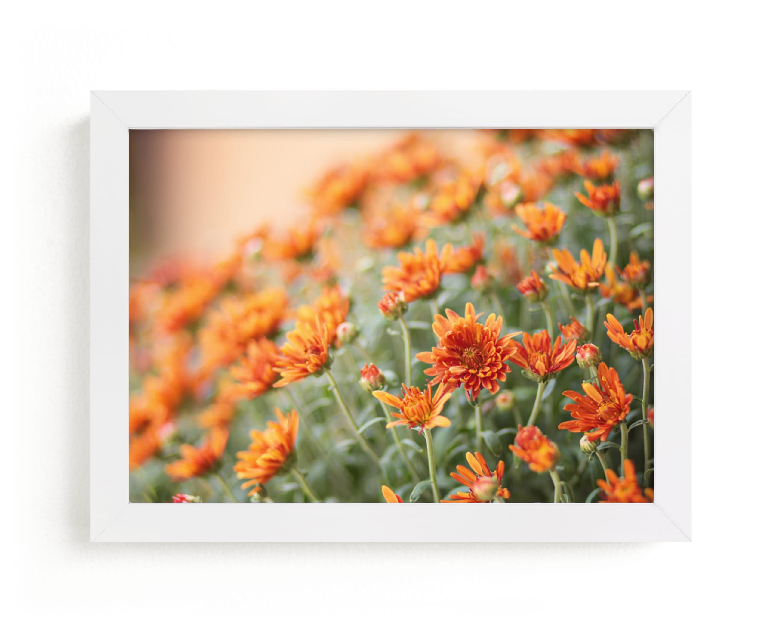 "Fall Mums" - Art Print by Erin Niehenke in beautiful frame options and a variety of sizes.