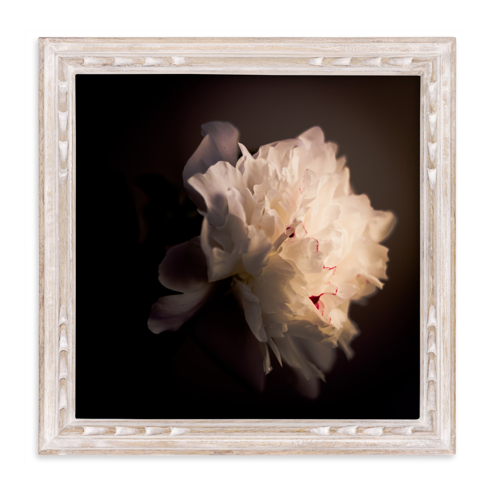 "A White Peony" - Limited Edition Art Print by Qing Ji in beautiful frame options and a variety of sizes.