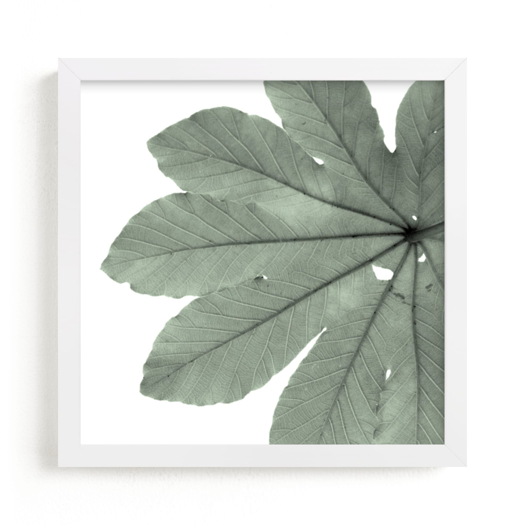 "Leaf In Green" - Limited Edition Art Print by Jonathan Brooks in beautiful frame options and a variety of sizes.