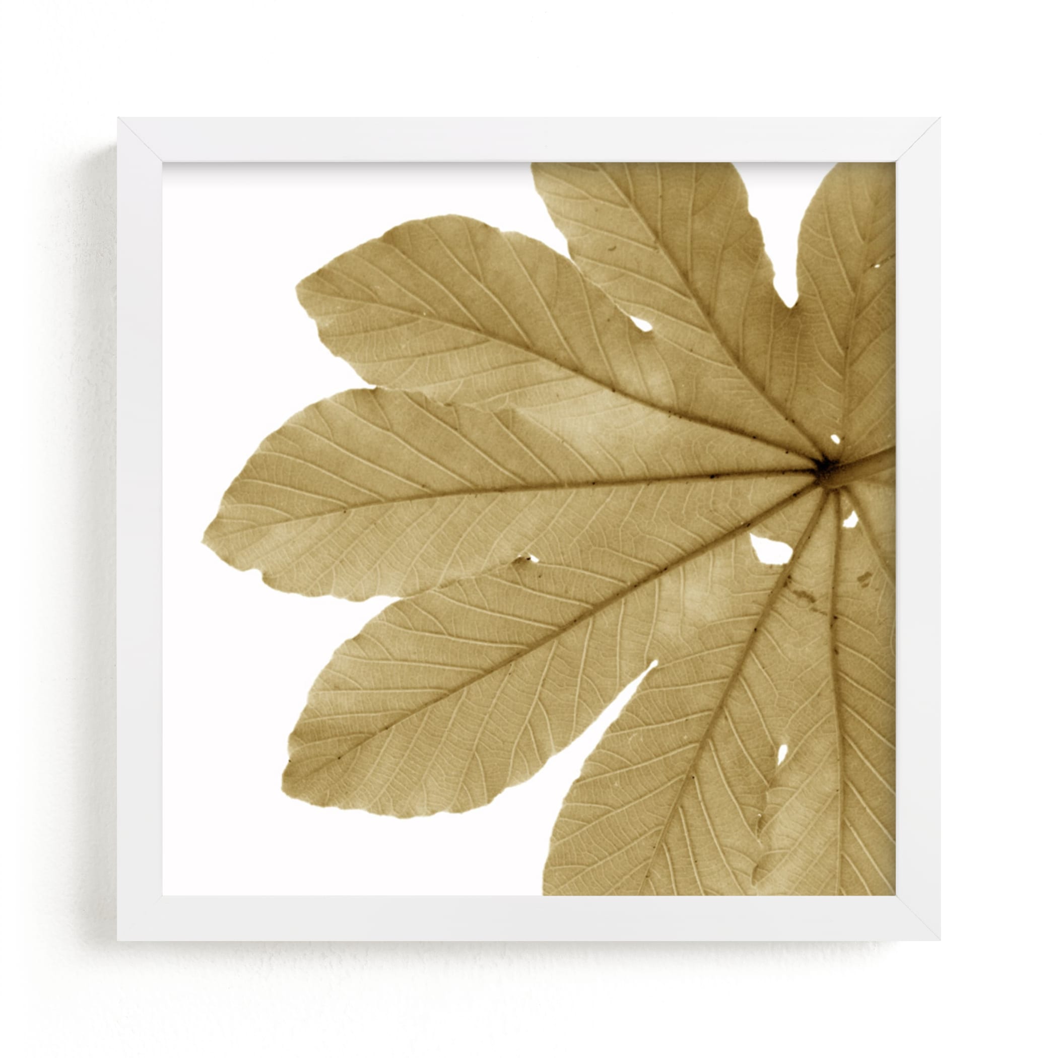 "Leaf in Amber" - Art Print by Jonathan Brooks in beautiful frame options and a variety of sizes.
